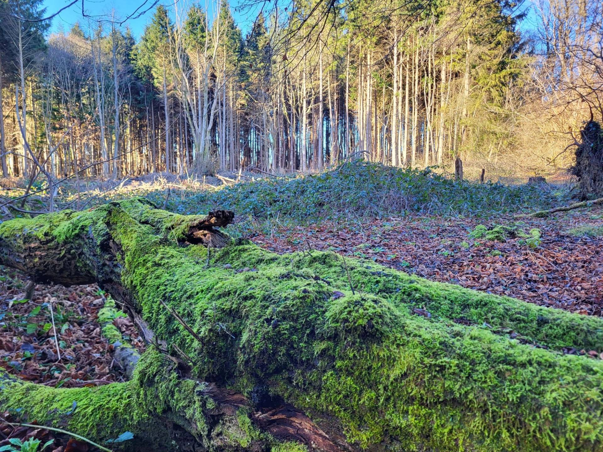Large moss-covered fallen log lying on the forest floor in dense pine woods, Love Locations BN8.