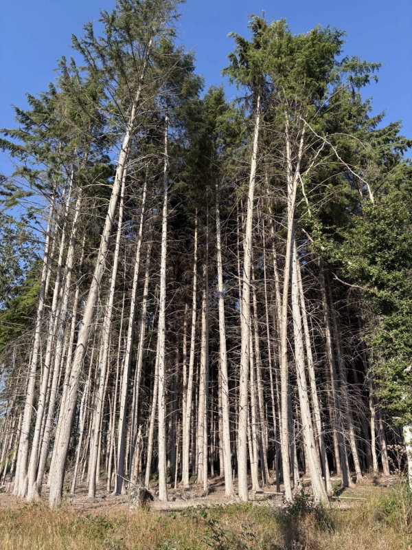 Tall pine trees reaching up into blue skies in a private forestry woodland location, Love Locations BN8.