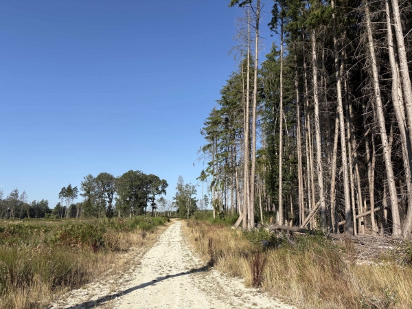 Dirt track road running past tall pine trees and open farmland clearings, Love Locations BN8.