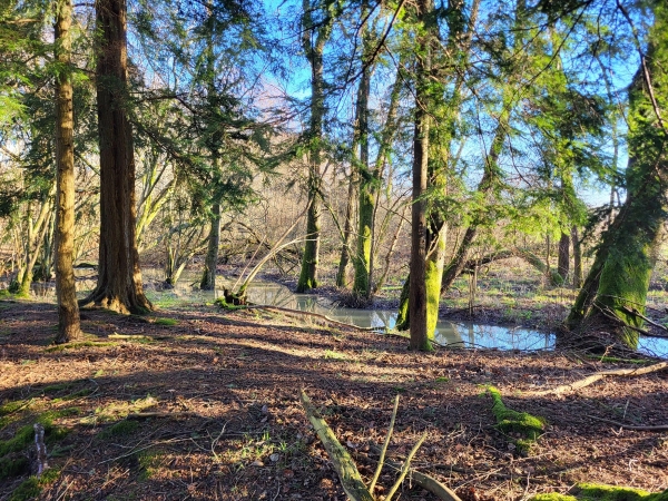 Tranquil woodland stream flowing through ancient English oak trees and forest grounds, Love Locations BN8.