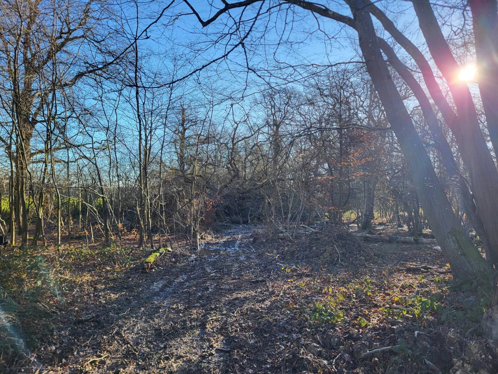 Bare oak tree canopy in an ancient English woodland location in South Chailey, Love Locations BN8.