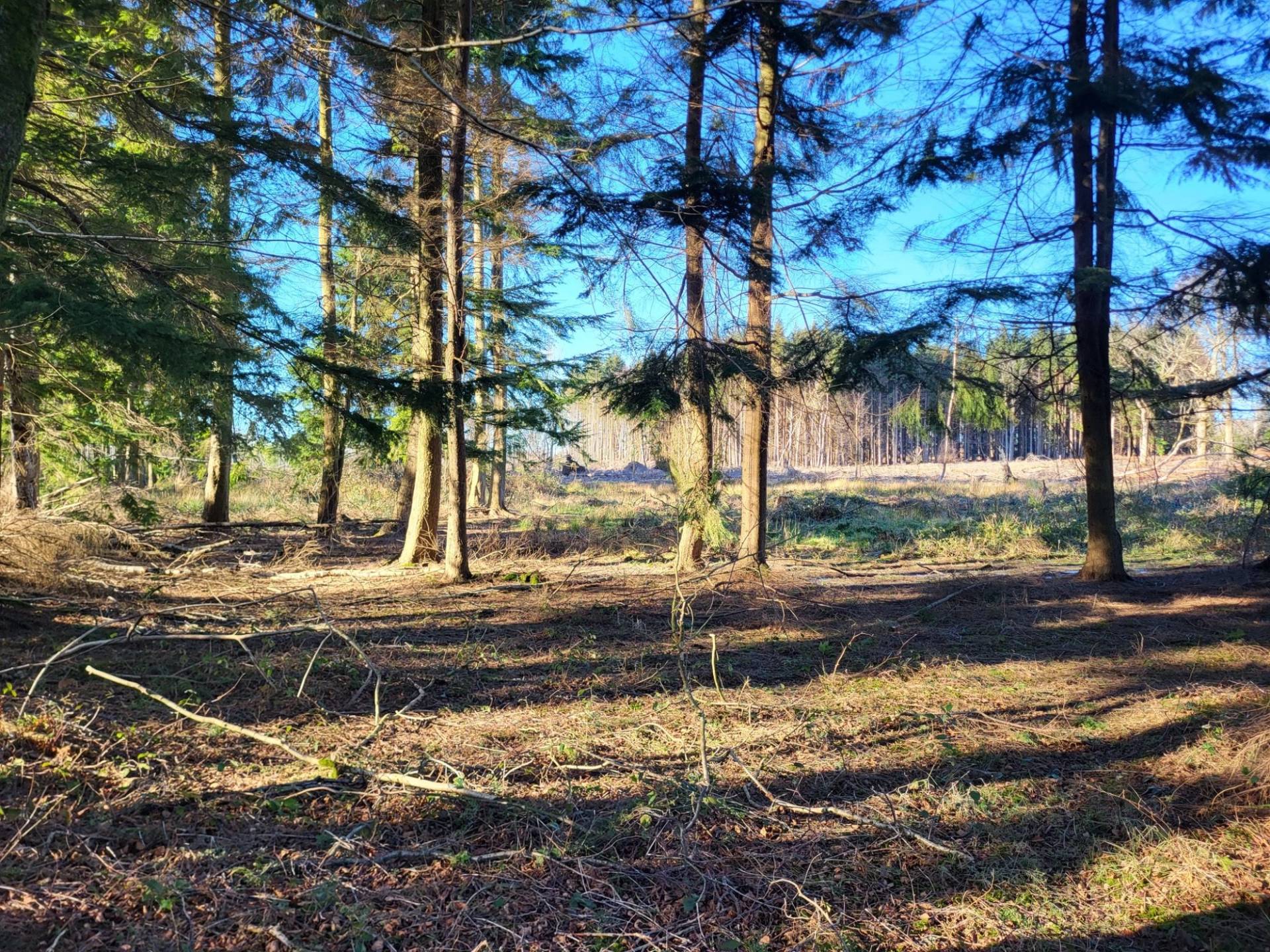 Sunlit pine wood forest clearing with fallen timber and mossy woodland ground, Love Locations BN8.