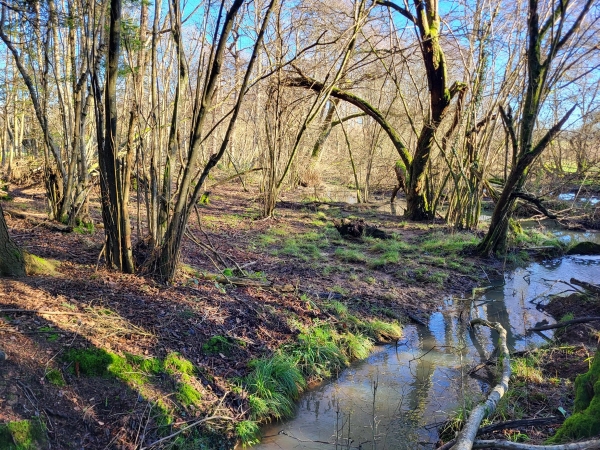 Winding forest stream cutting through deciduous woodland and mossy banks, Love Locations BN8.