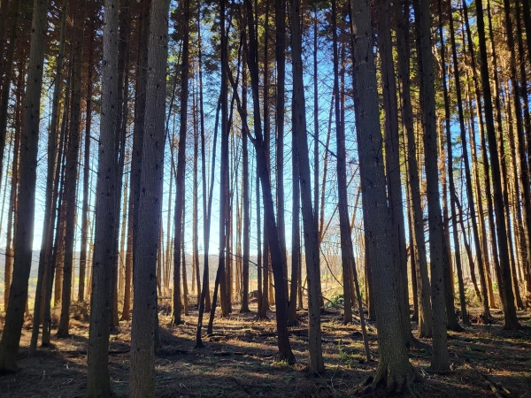 Dense pine forest floor covered in natural pine needles and tall tree trunks, Love Locations BN8.