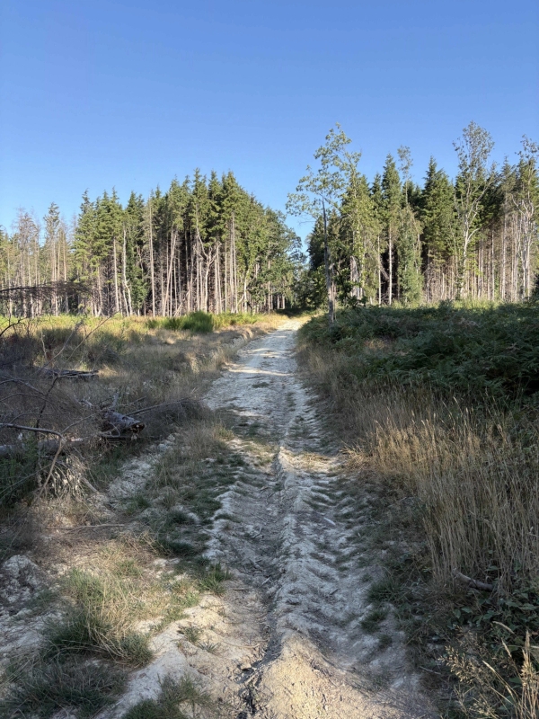 Rutted off-road vehicle track leading through pine woodland and wild country terrain, Love Locations BN8.