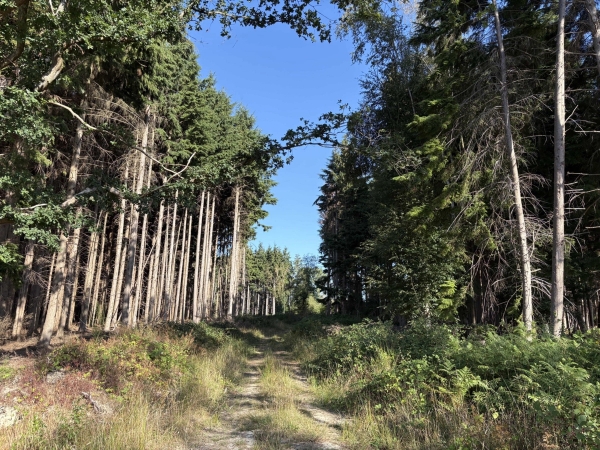 Woodland trail path cutting through tall pine trees and fern undergrowth, Love Locations BN8.