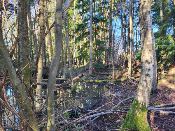 Woodland pond surrounded by mature deciduous trees and natural undergrowth, Love Locations BN8.