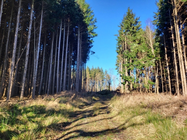 Tall pine tree forestry track lined with dense pine trees under bright blue skies, Love Locations BN8.