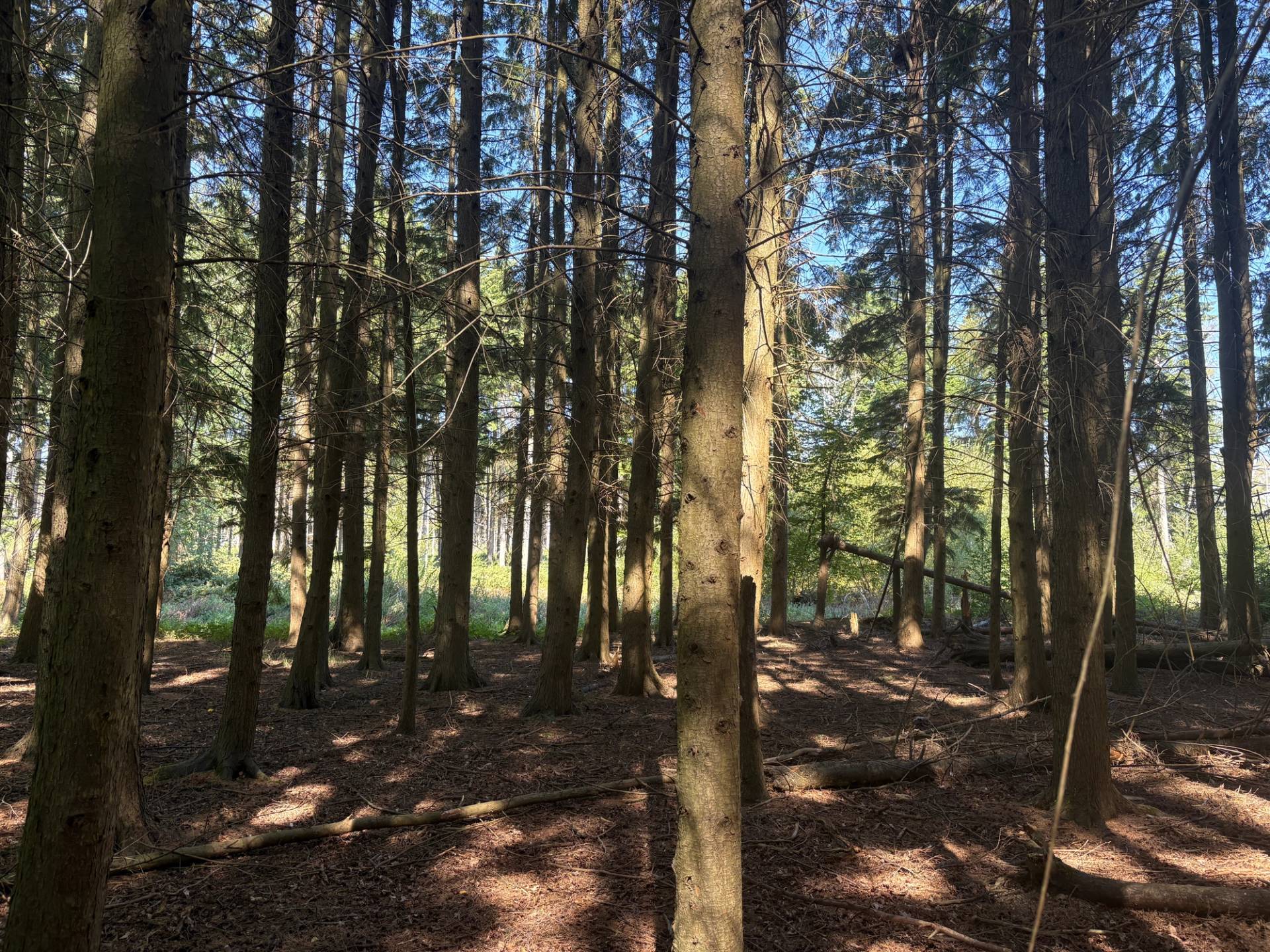Dense pine tree forest canopy with dappled sunlight on timber trunks within industrial farm grounds, Love Locations BN8.