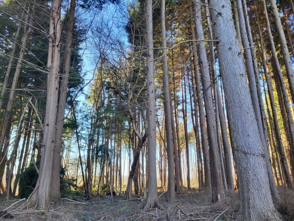 Dense pine tree forest canopy with sunlight filtering through tall timber trunks, Love Locations BN8.