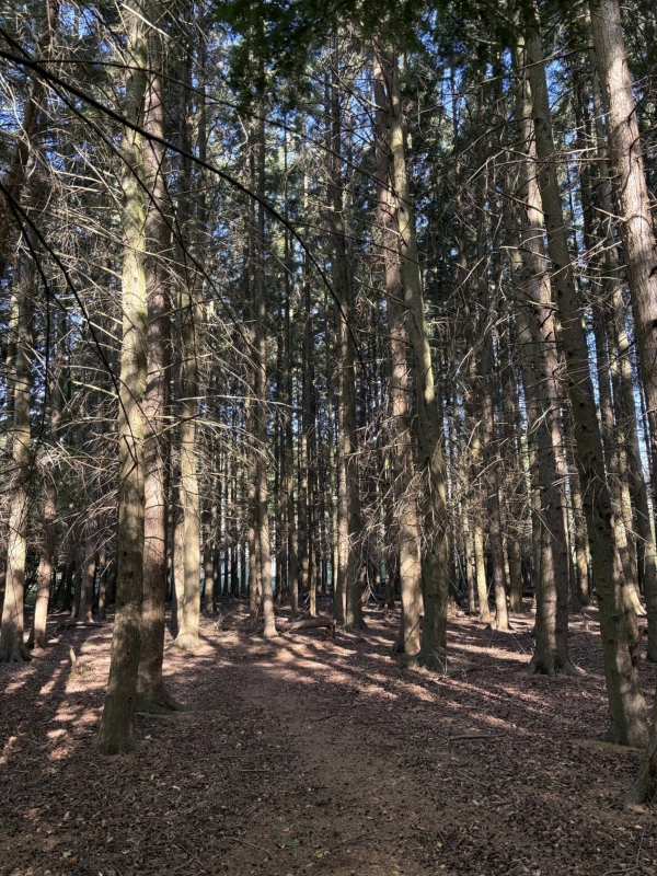 Shaded pine tree forest interior with natural light filtering through the tree canopy, Love Locations BN8.