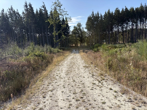 Gravel access road cutting through tall pine tree forestry on a rural location farm, Love Locations BN8.