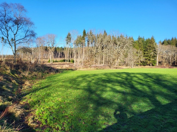 Grassy clearing surrounded by pine tree forestry and mixed woodland in South Chailey, Love Locations BN8.