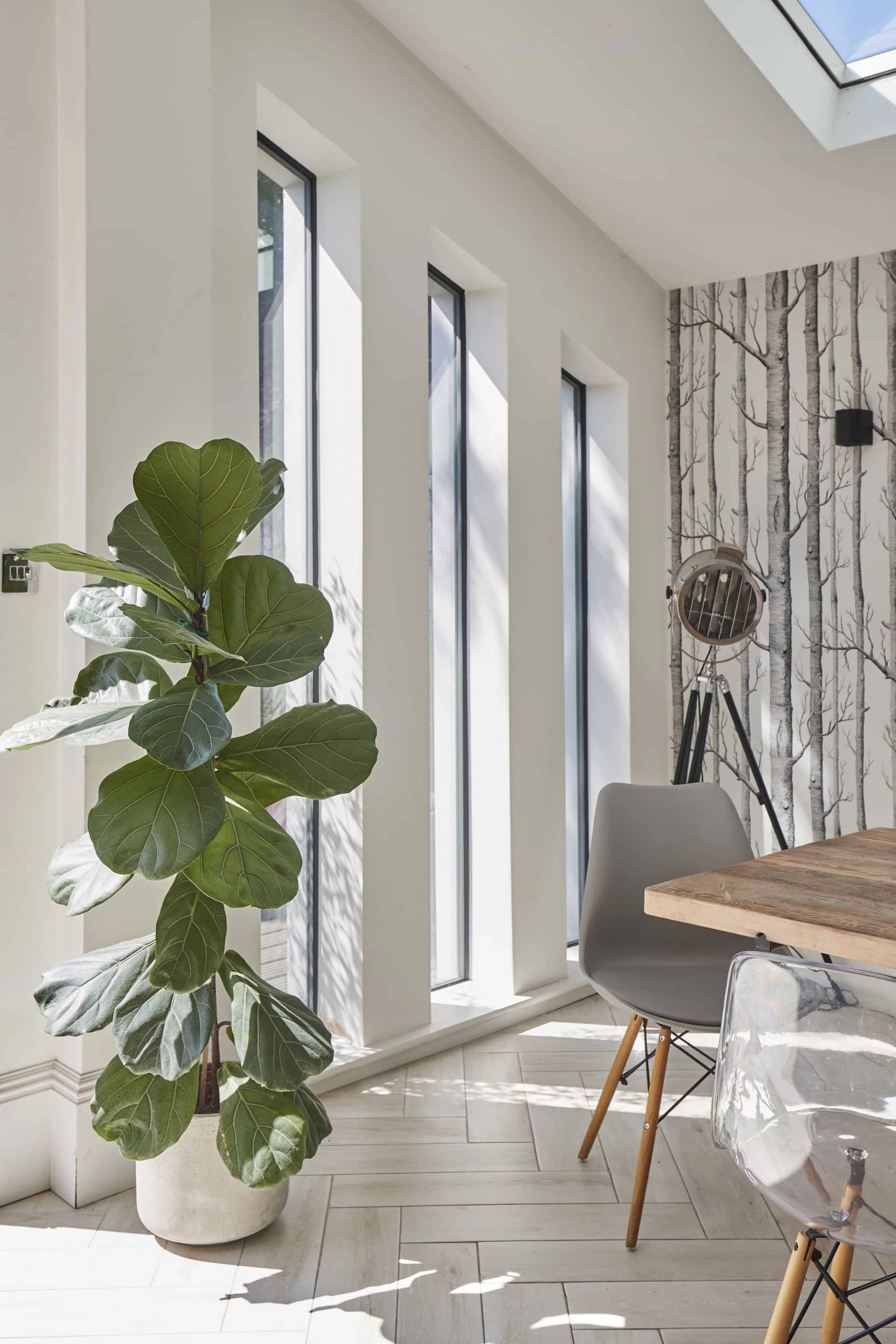 Close-up view of a fiddle-leaf fig plant set beside floor-to-ceiling glass windows and timber dining table in a W3 extension, Love Locations.