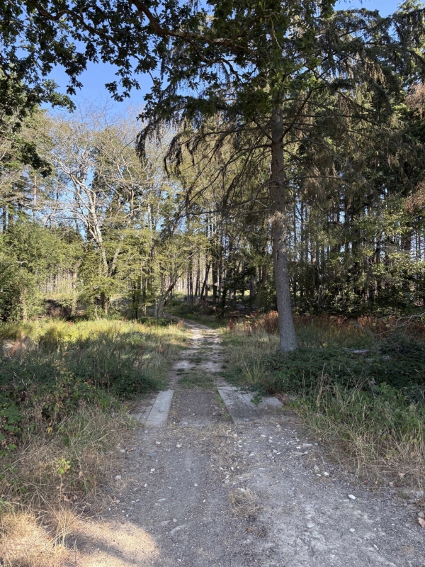 Unpaved woodland access track running through dense trees on a rural farm location, Love Locations BN8.