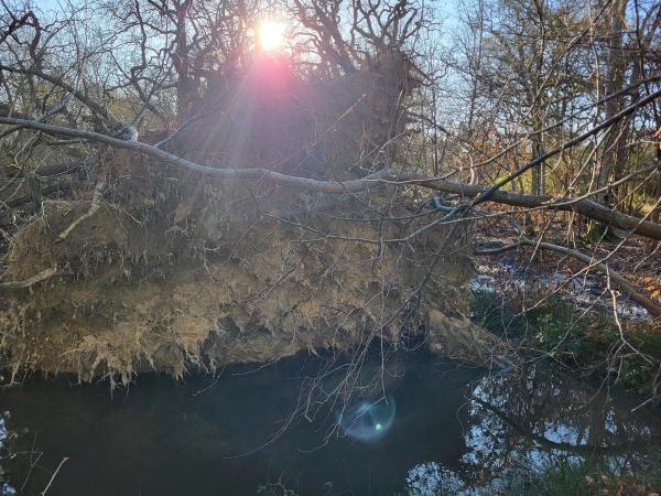 Dark woodland pool stream reflecting winter trees and natural forest foliage, Love Locations BN8.