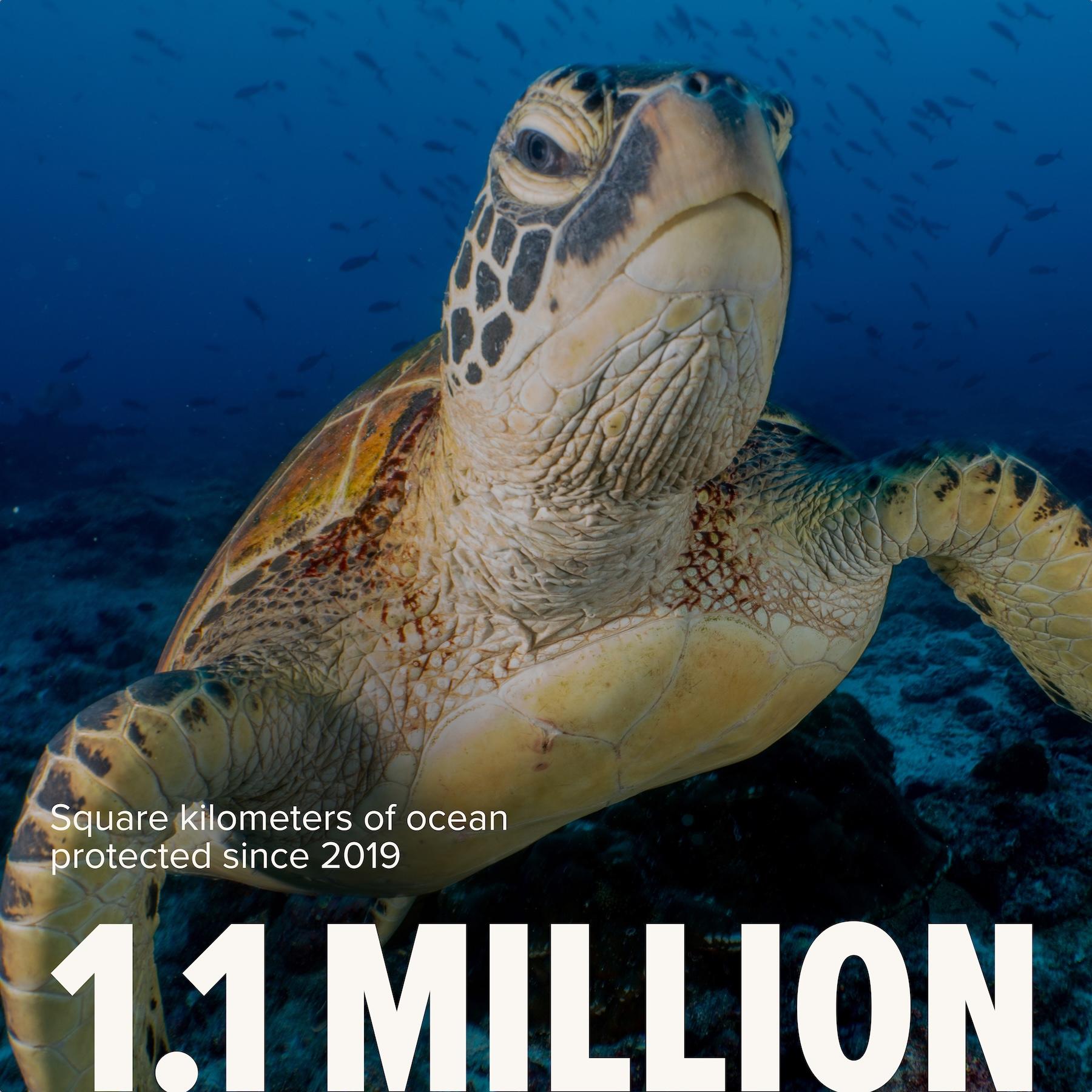 Sea turtle swimming over a reef above the statistic "1.1 million" square kilometres of ocean protected since 2019