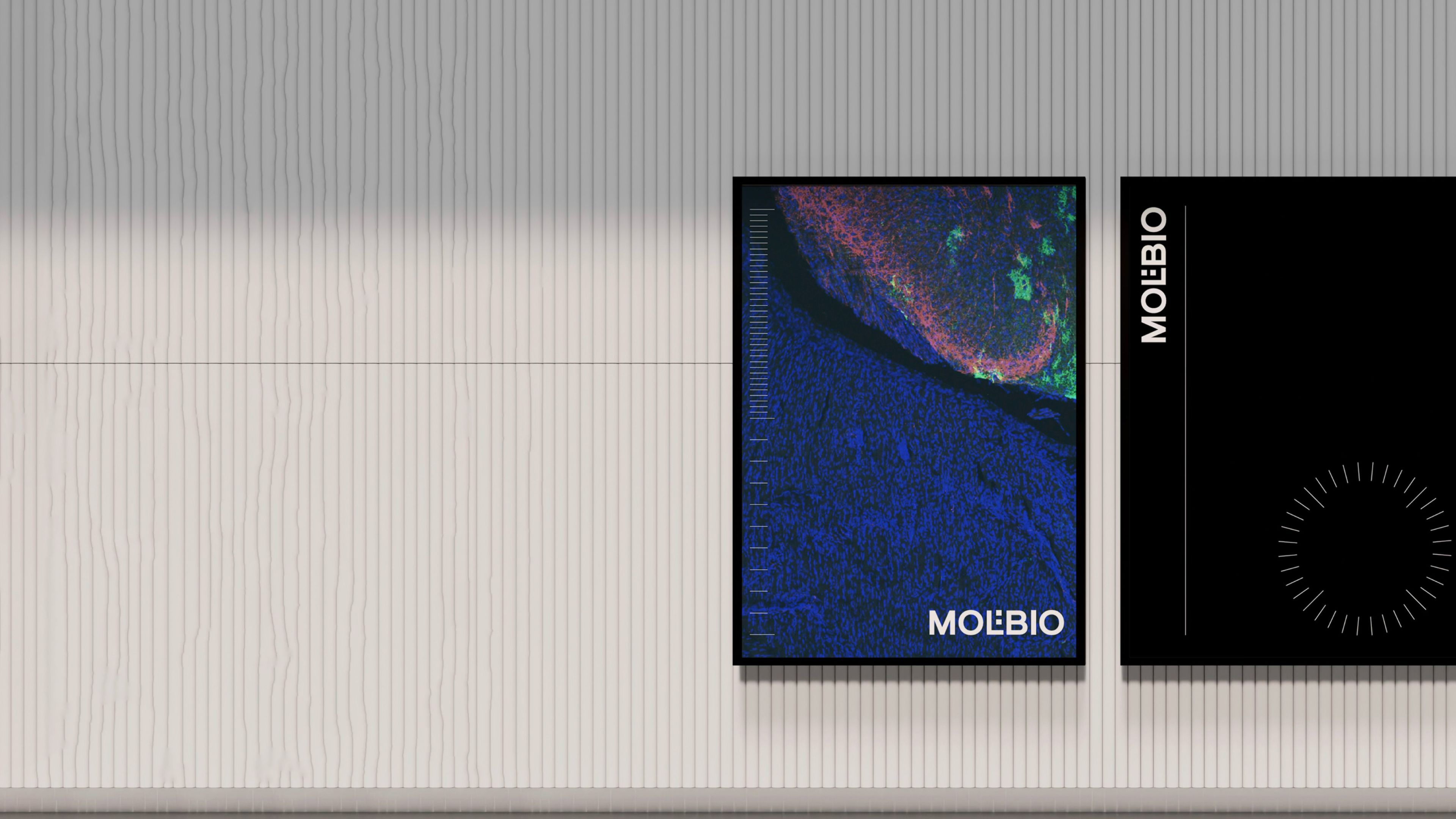 Two Molbio posters on a wall: a coloured microscope image of tissue and a black poster with the logo