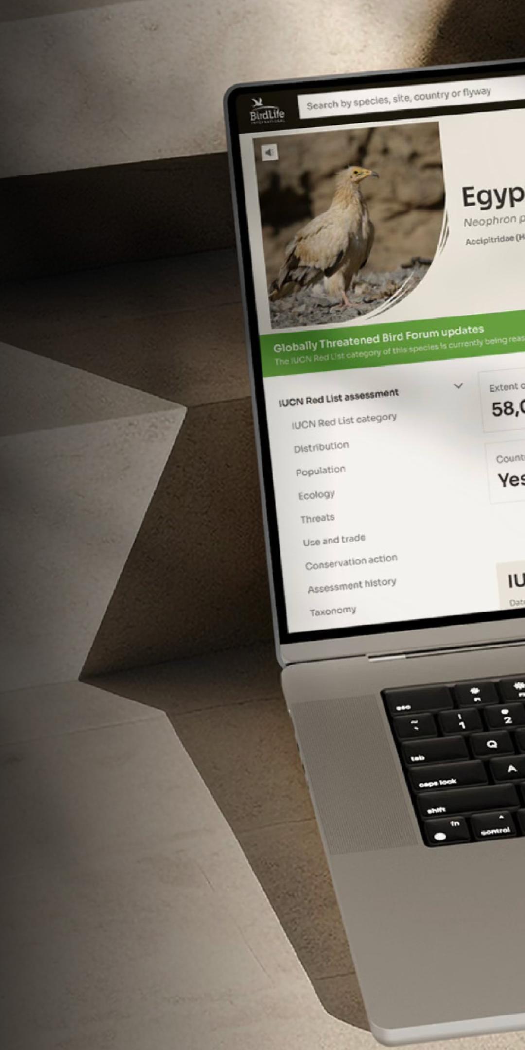 BirdLife data platform on a laptop, showing the Egyptian Vulture species page with its Endangered status