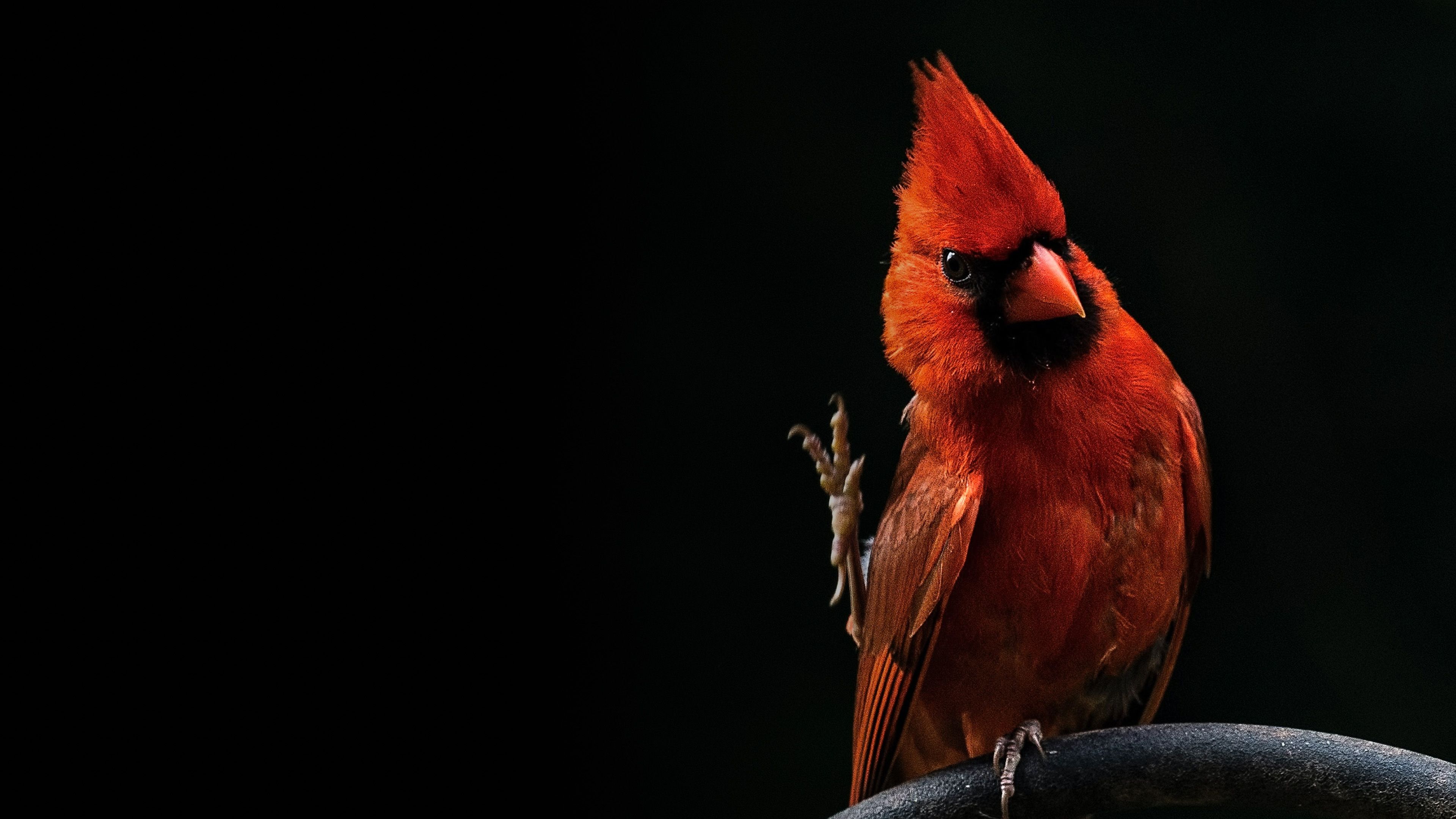 A red northern cardinal perched against a black background