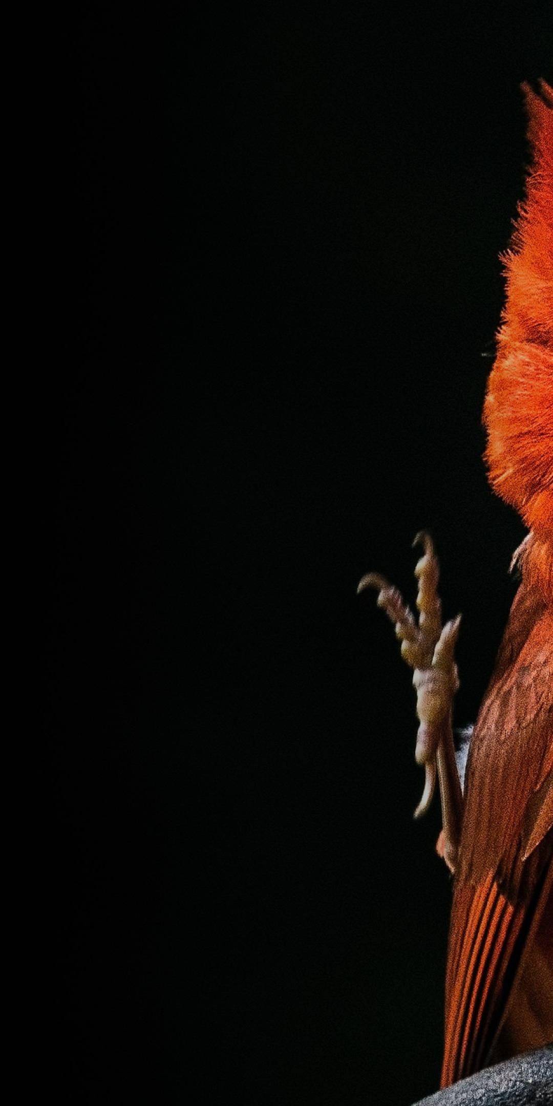 A red northern cardinal perched against a black background