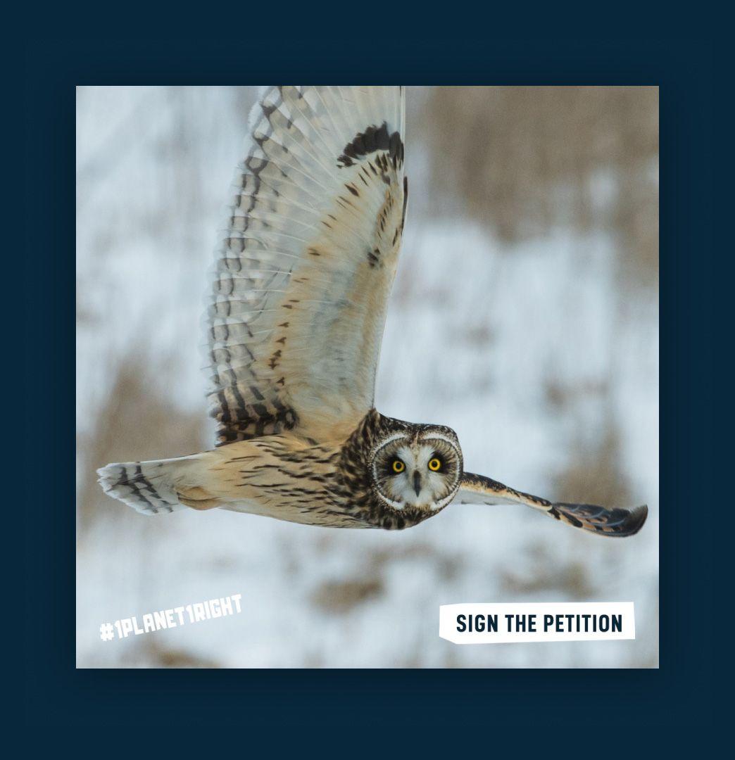 Campaign social post of an owl in flight over snow, tagged #1Planet1Right with a "Sign the petition" button