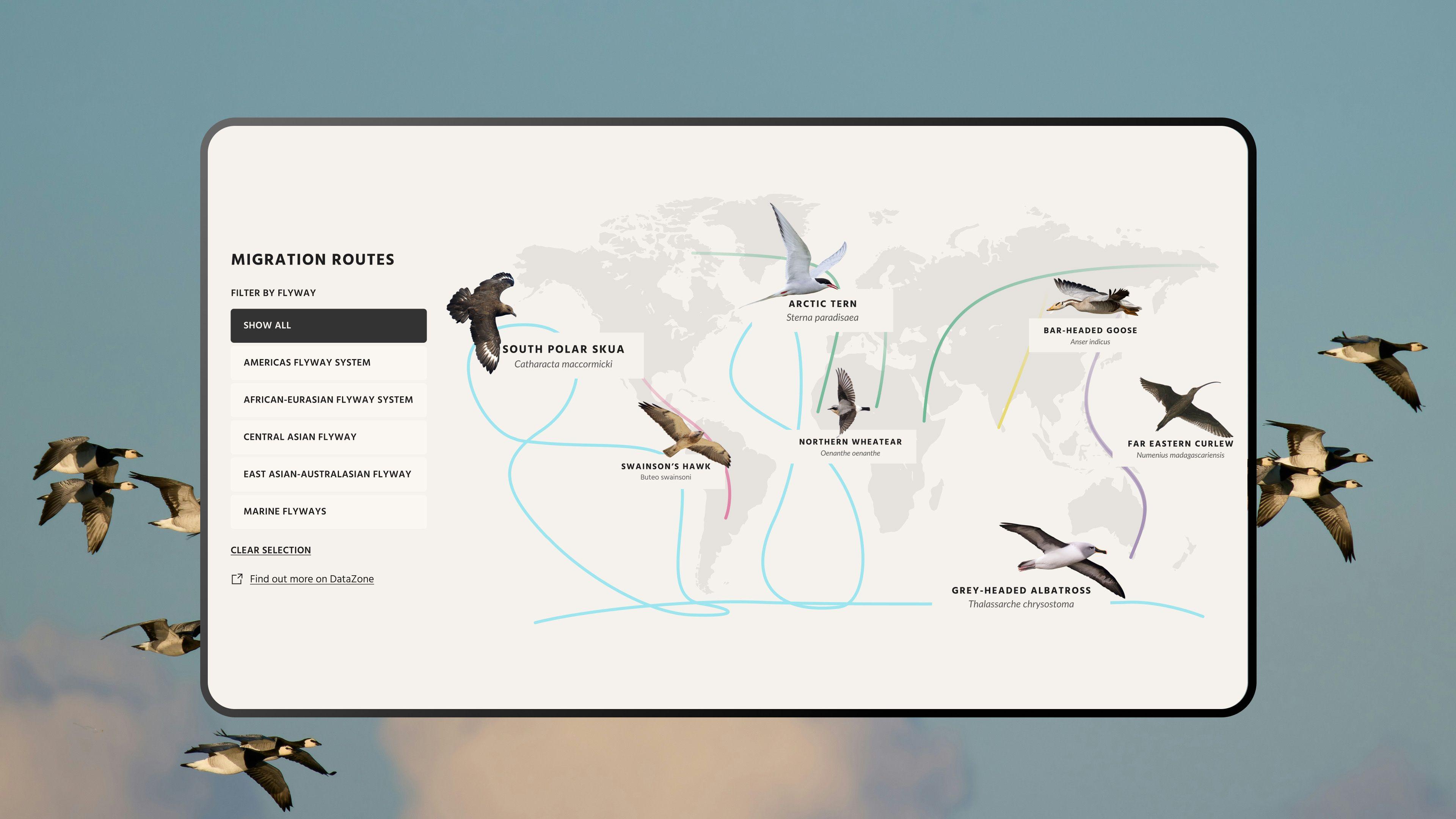 Interactive "Migration routes" map tracing flyways for species such as the Arctic tern and grey-headed albatross
