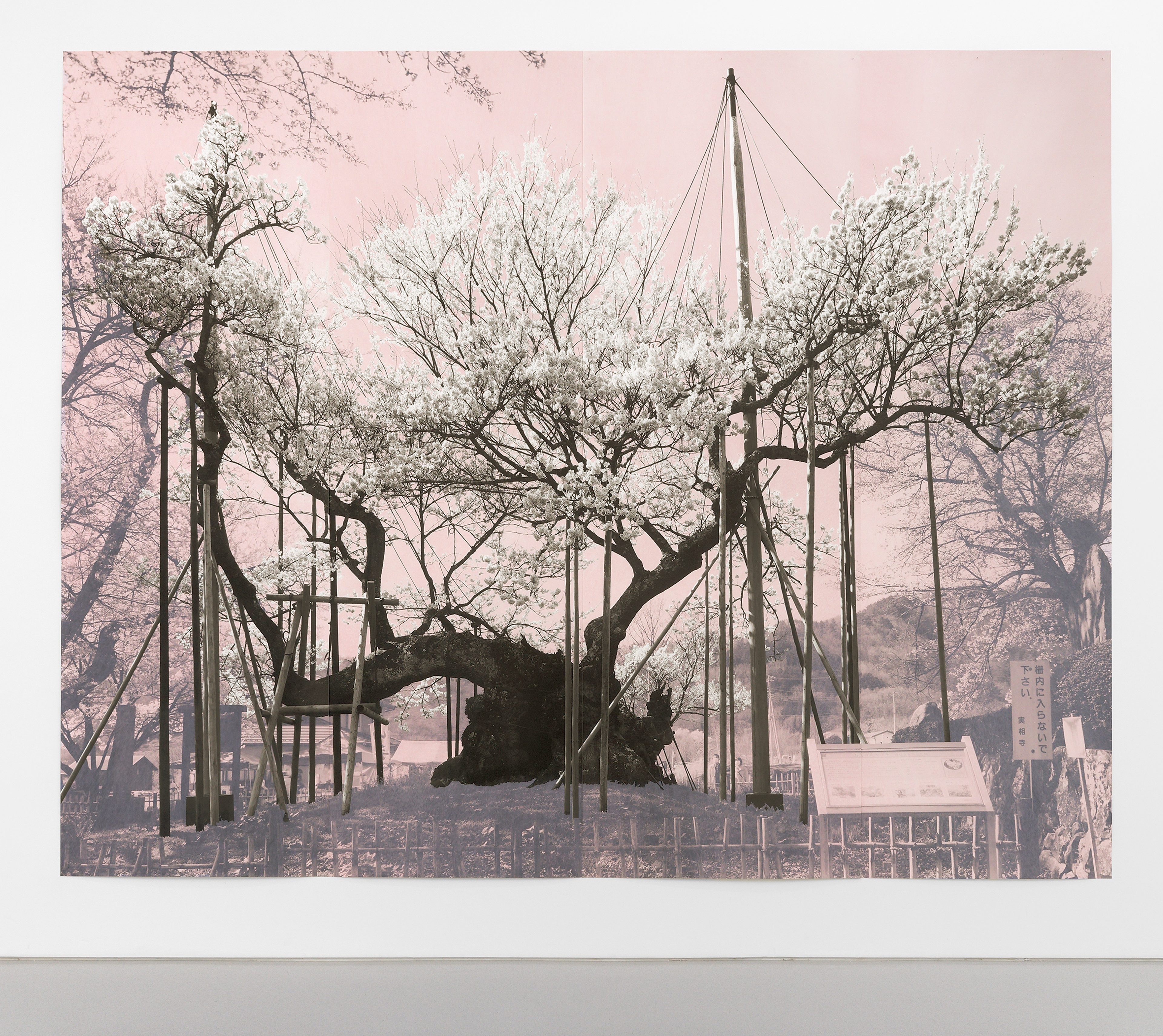 Small Sakura Study (Jindai I)
