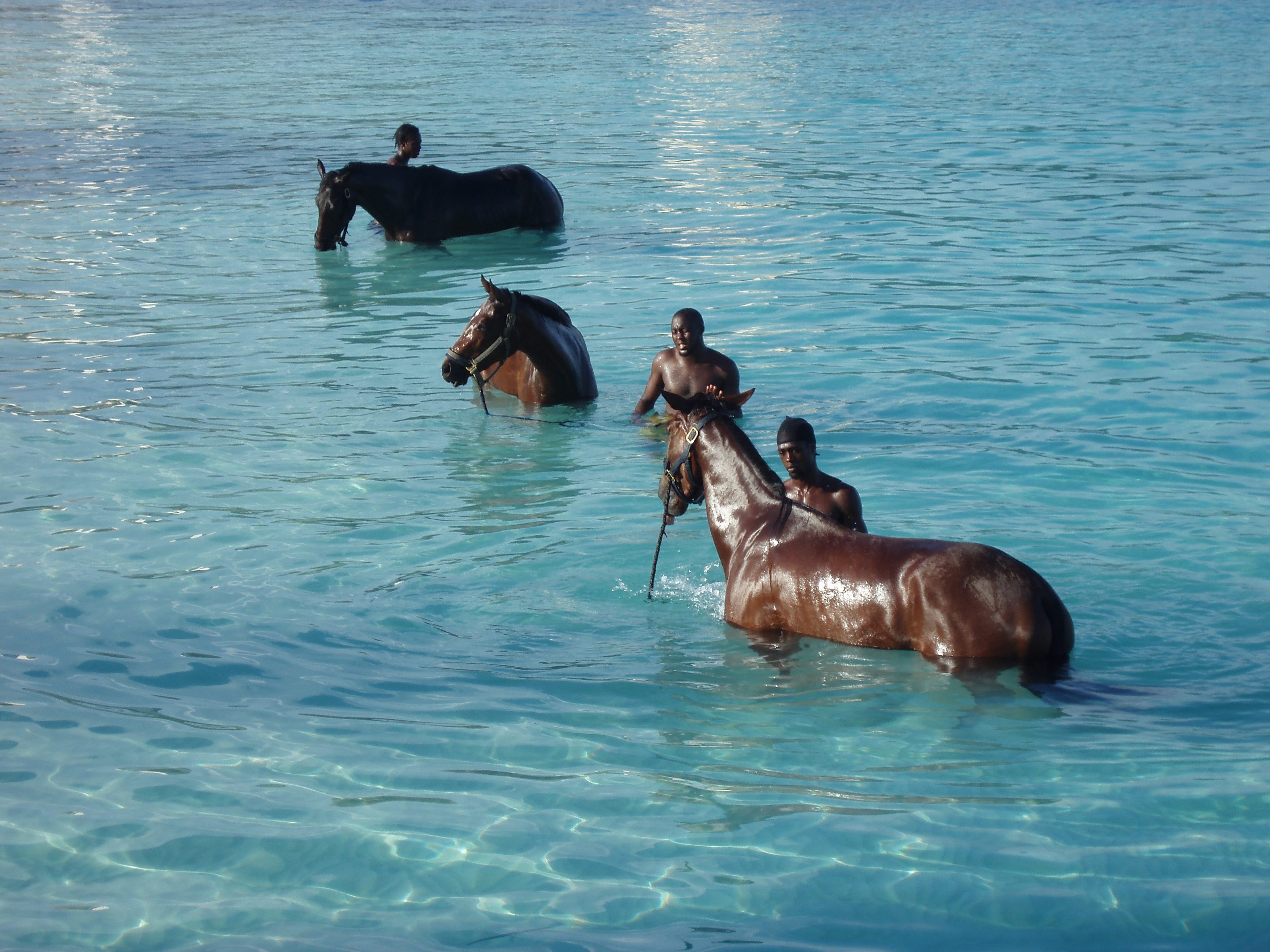Barbados - horses