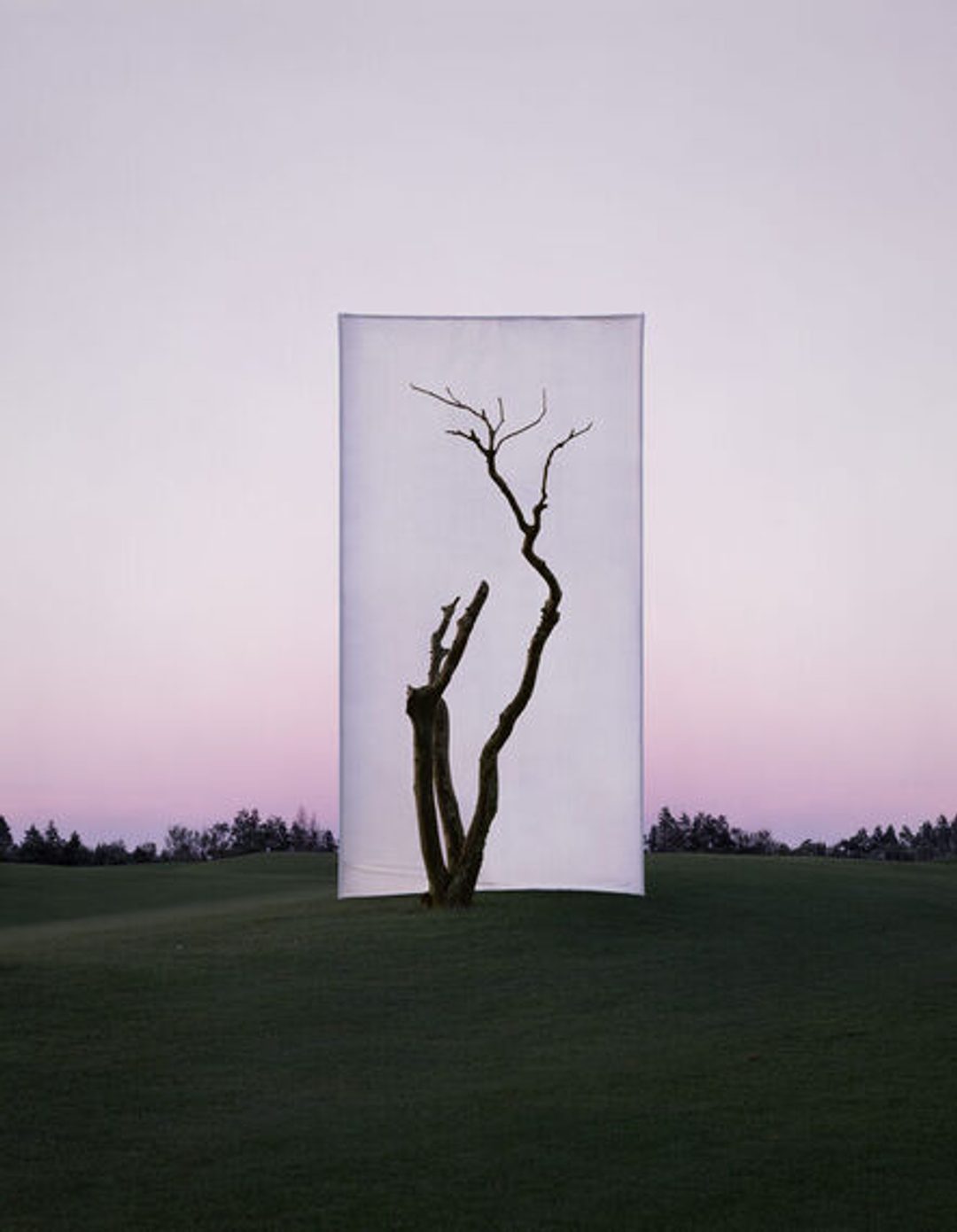 Tree #1_2