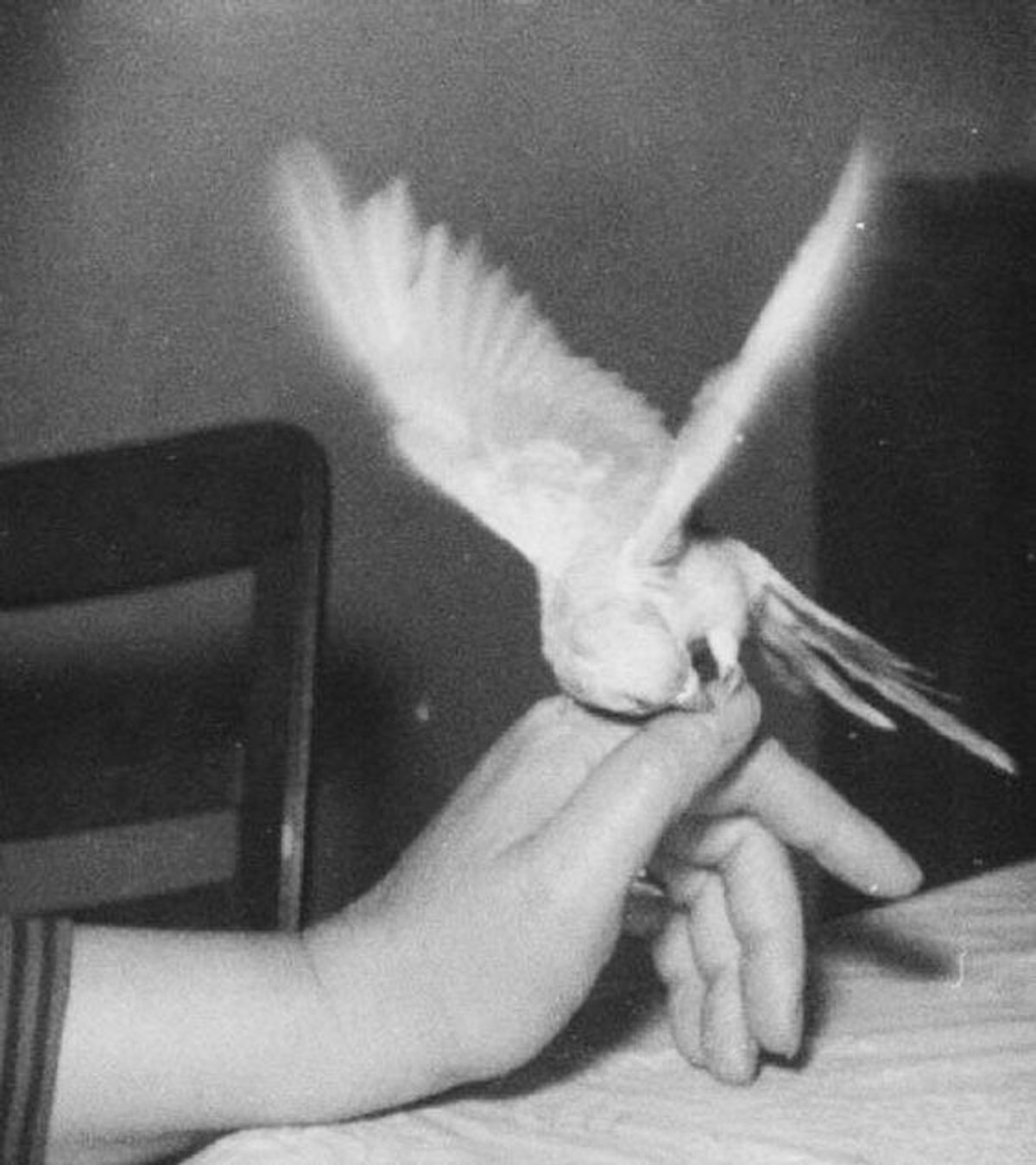 Living with Birds