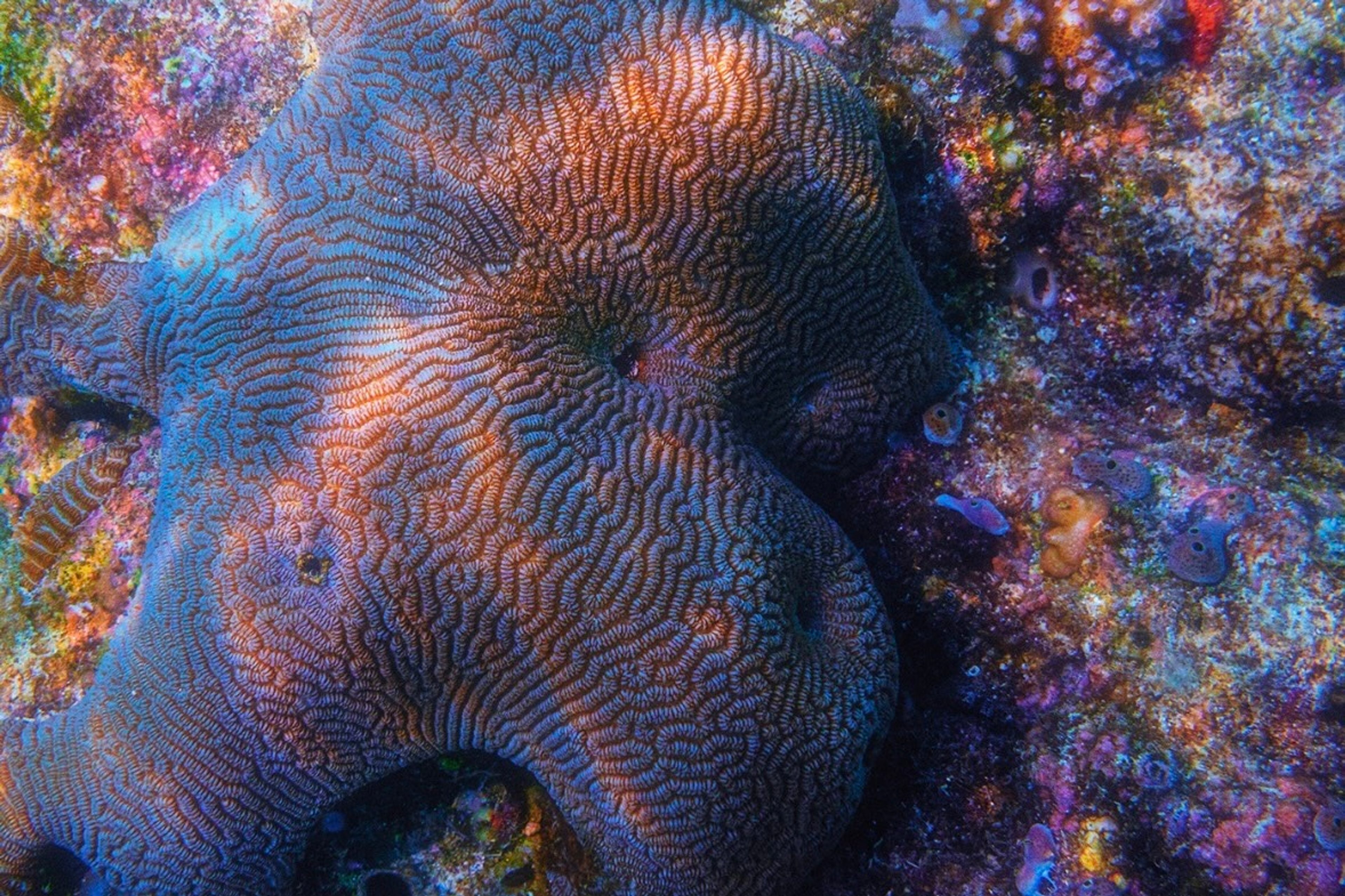 The Serenity of the Maldives (Excerpt)