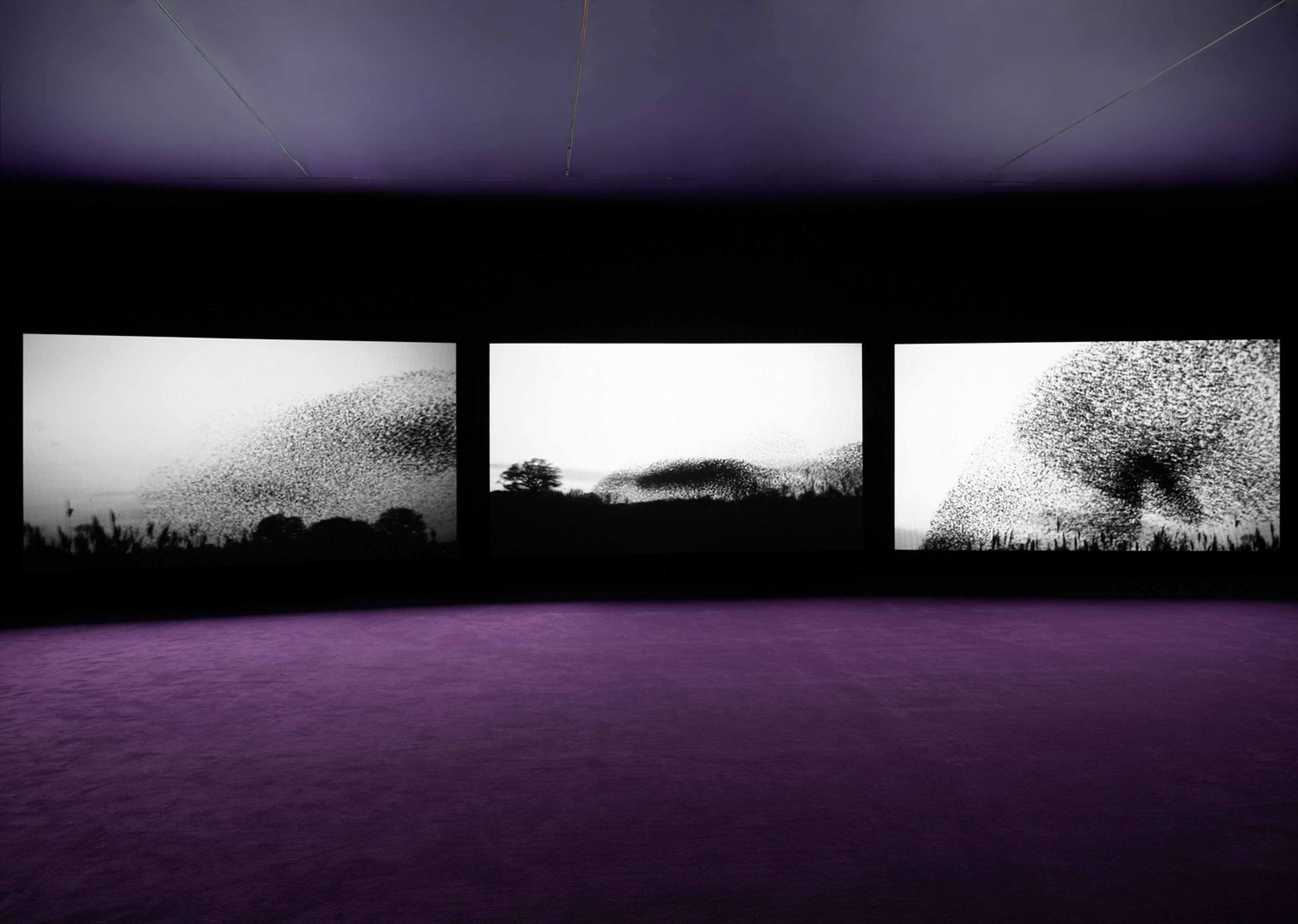 Five Murmurations