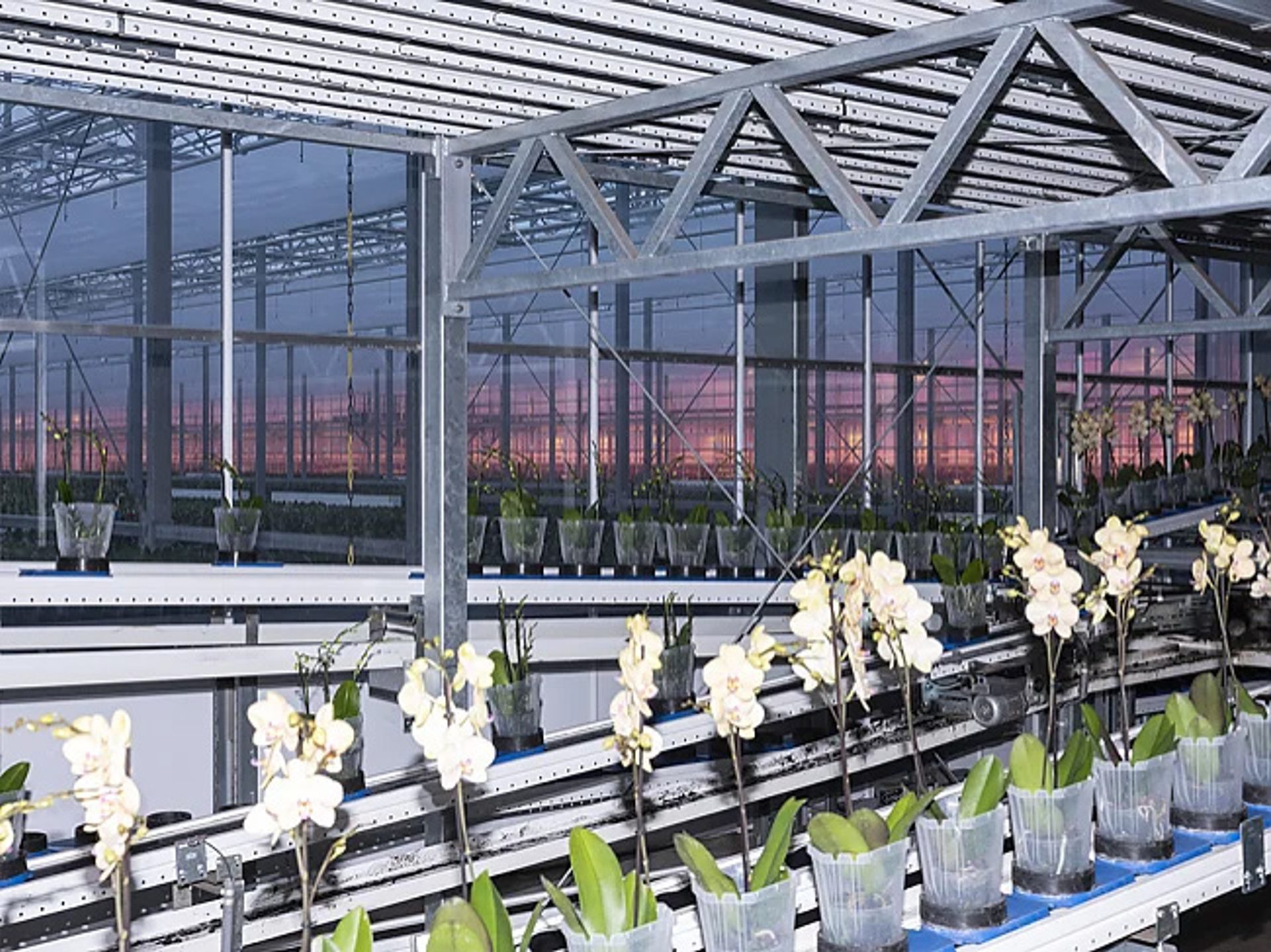 Ter Laak Orchids, greenhouse production line