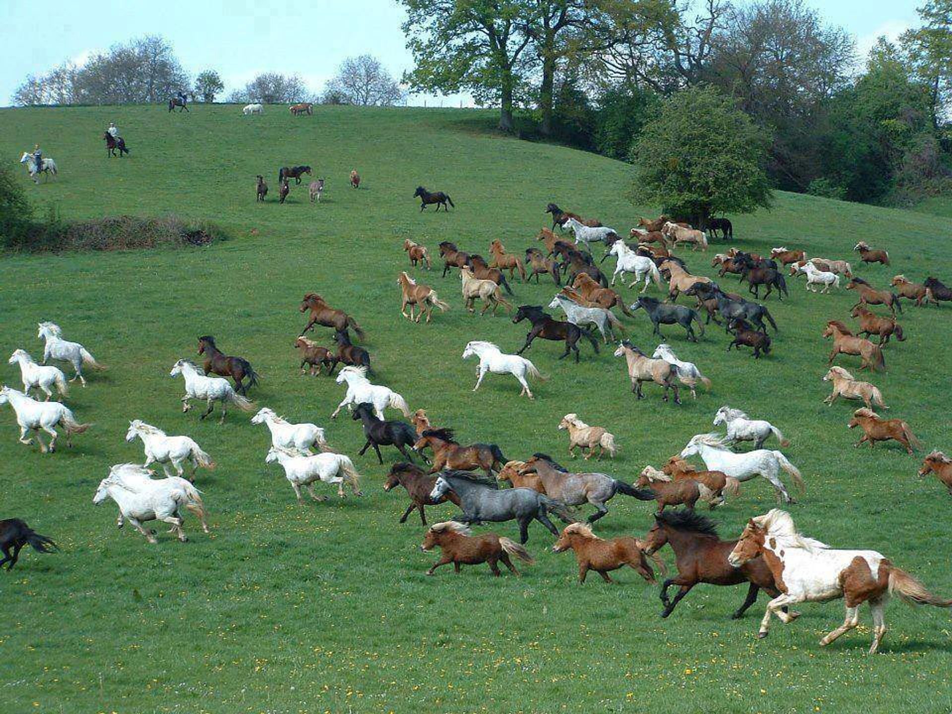 Horses