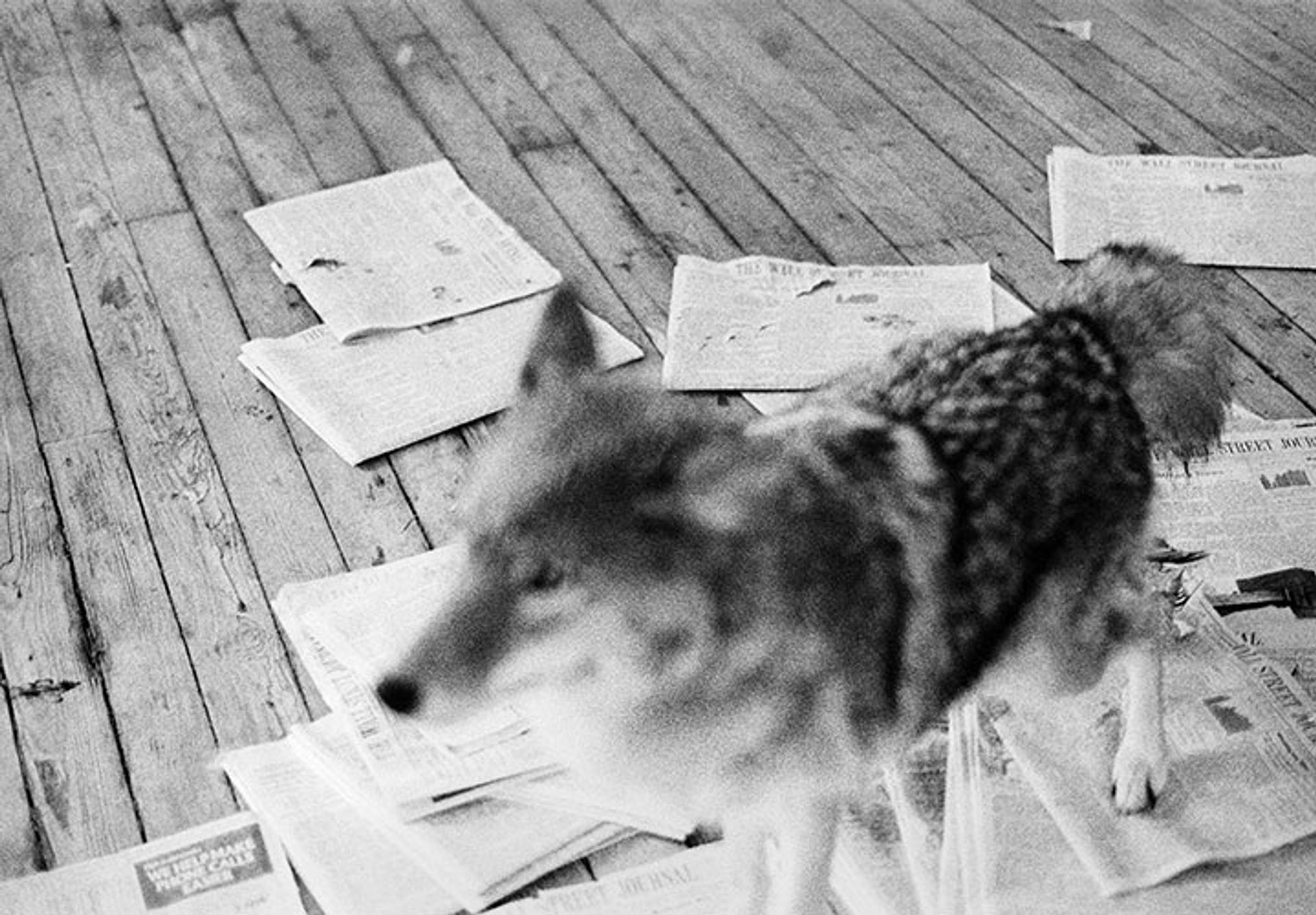 Coyote (002)