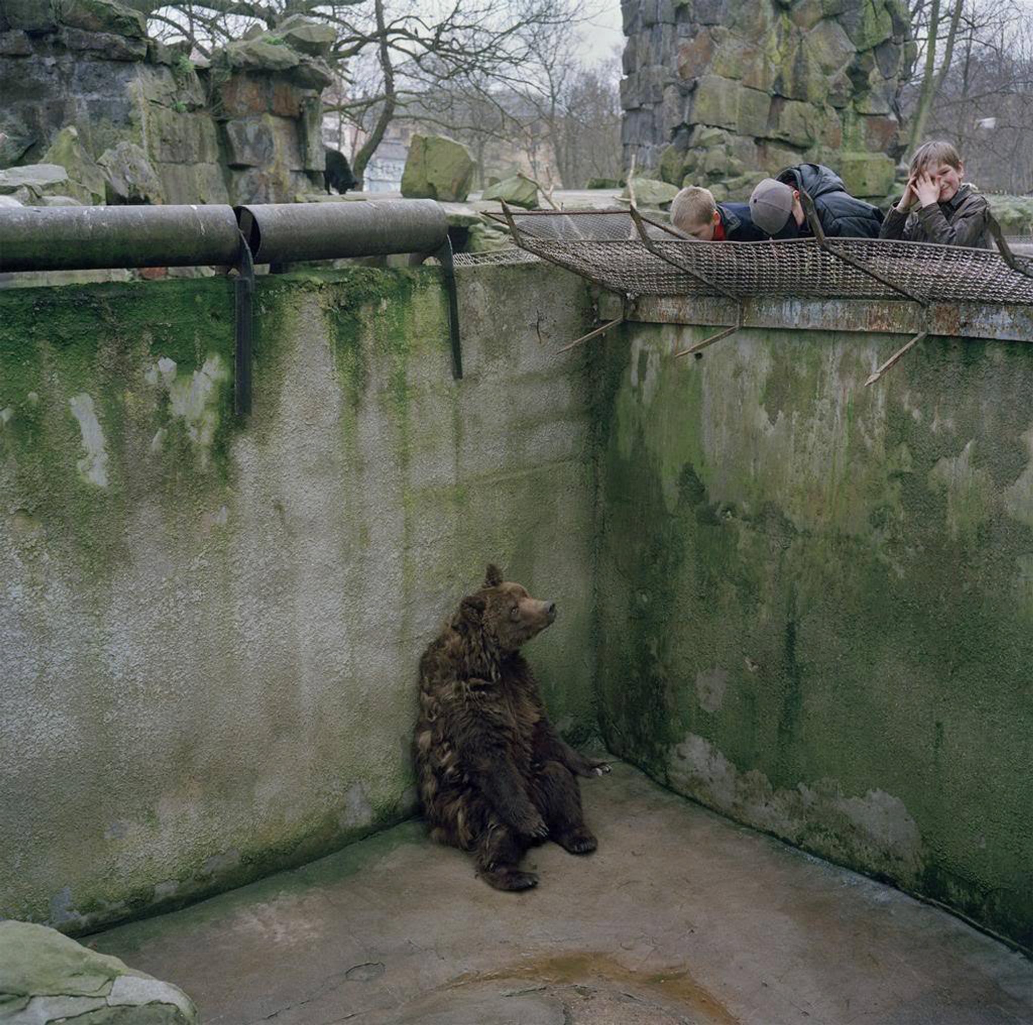 A Bear Sits Alone in a Pit in Kaliningrad Zoo