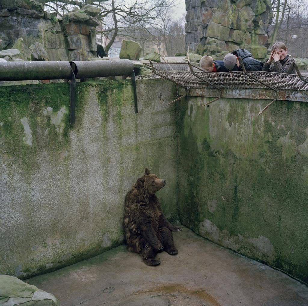 A Bear Sits Alone in a Pit in Kaliningrad Zoo