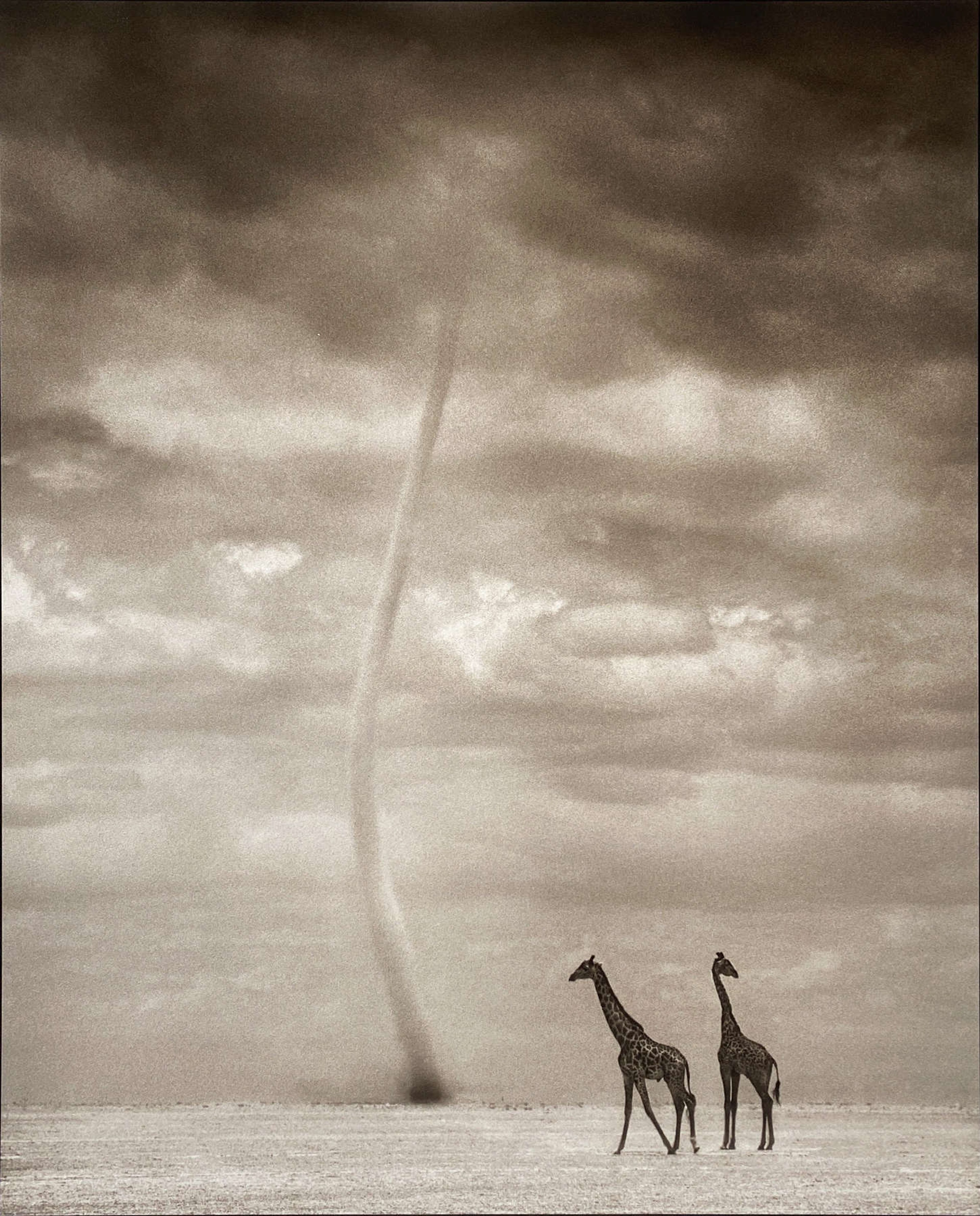 Giraffes with Dust Devil, Amboseli