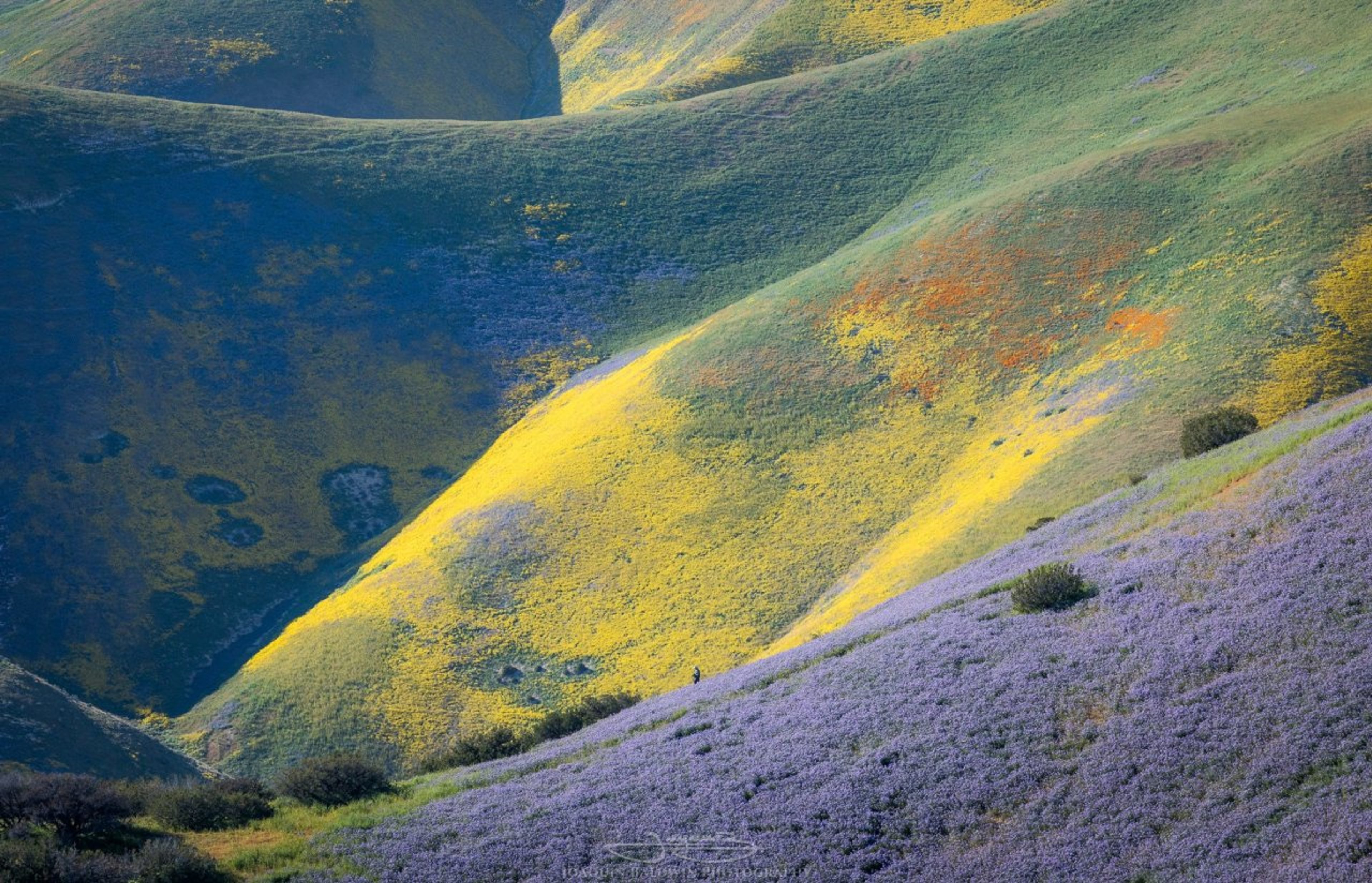 The hills are alive
