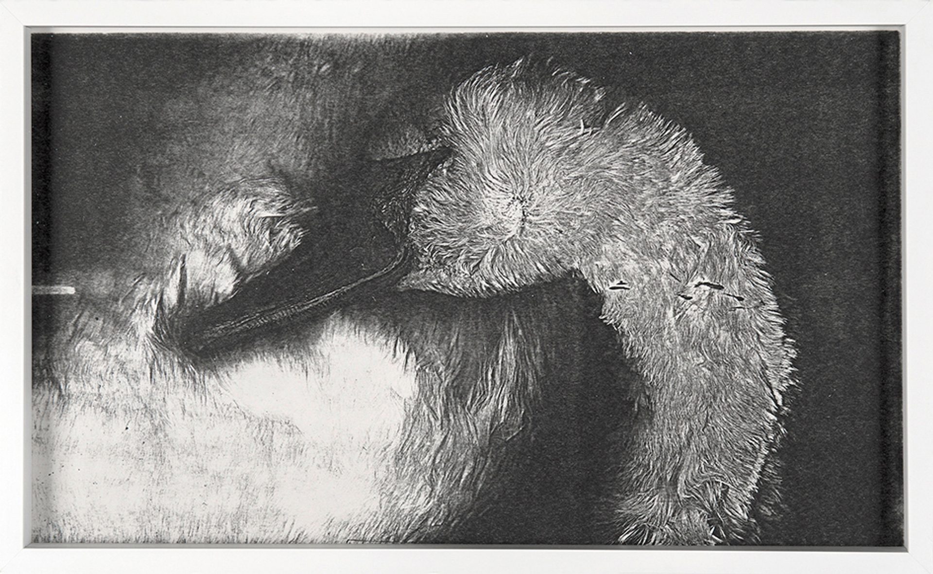 Untitled (Swan's head)