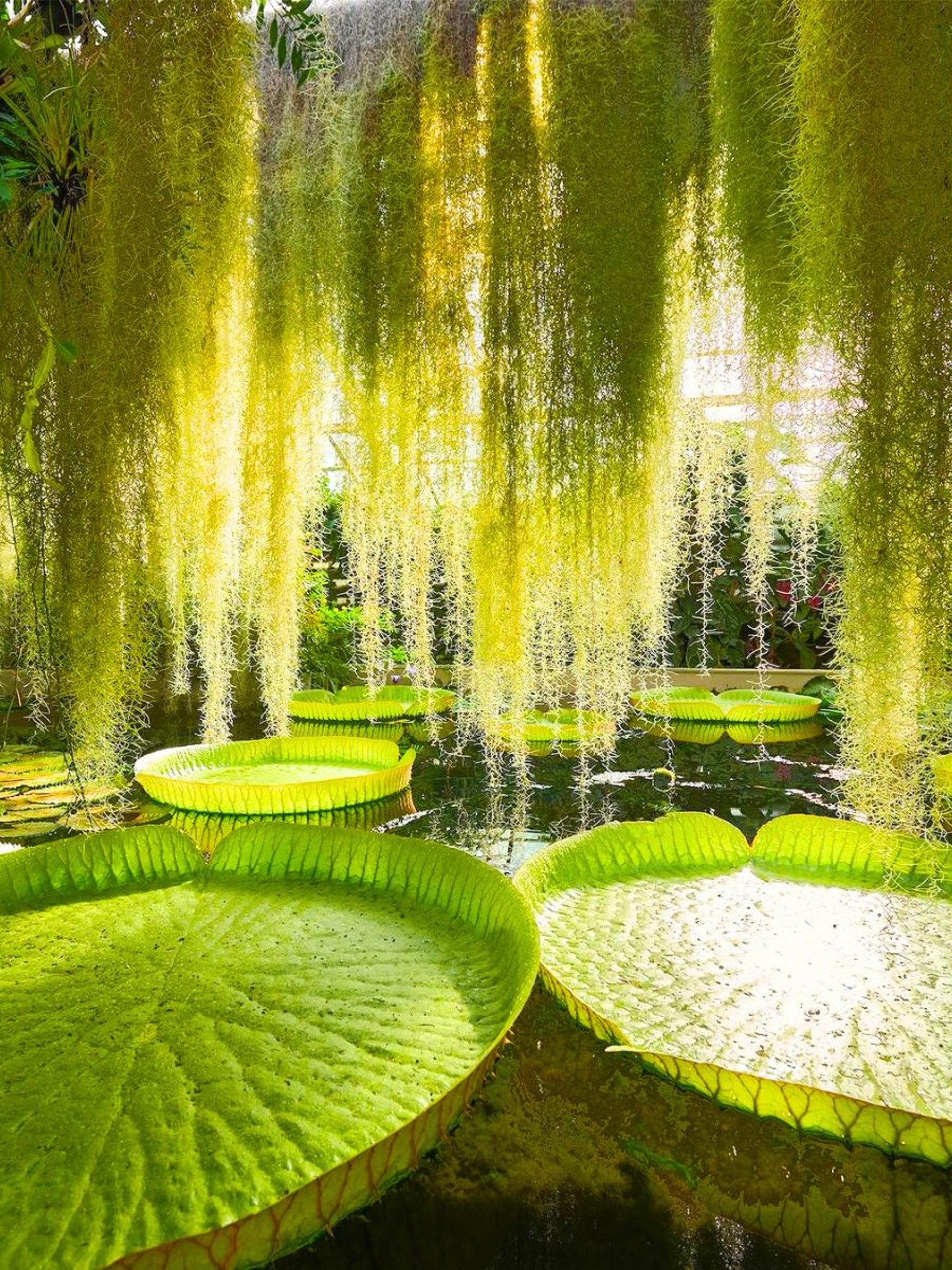 Comenius University Botanical Garden
