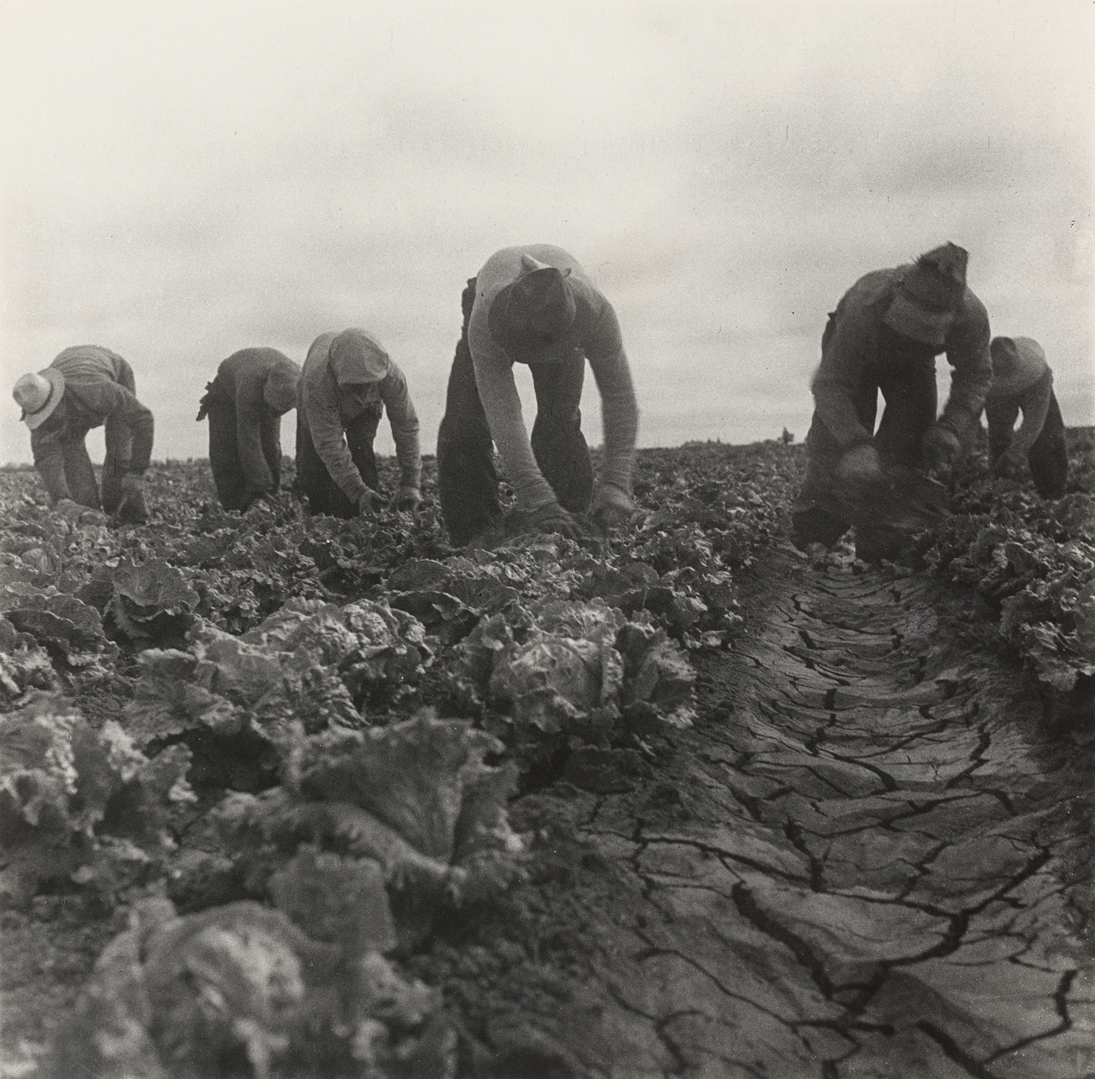 Filipinos Cutting Lettuce