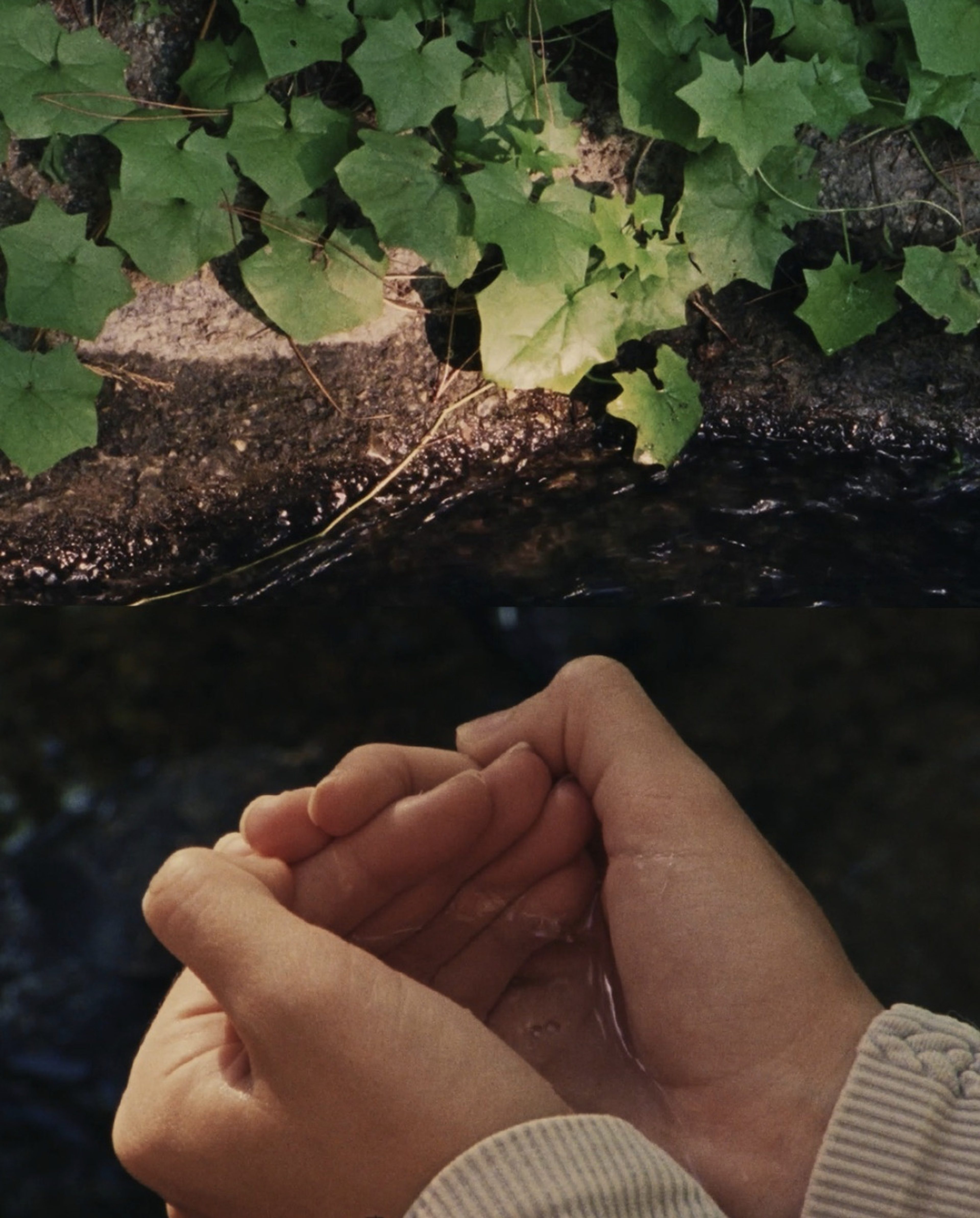 Bowl of Life (Stills)
