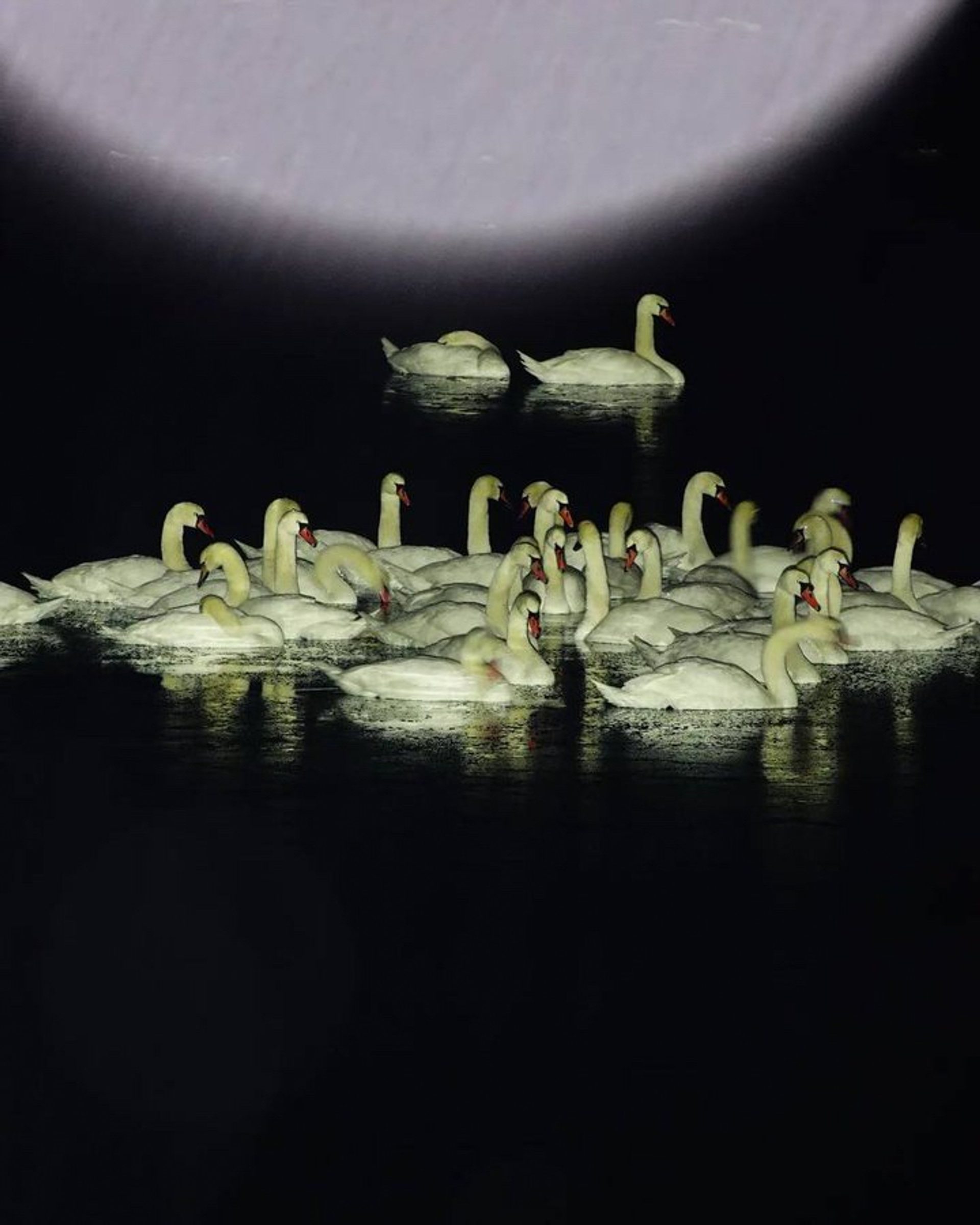 Swans