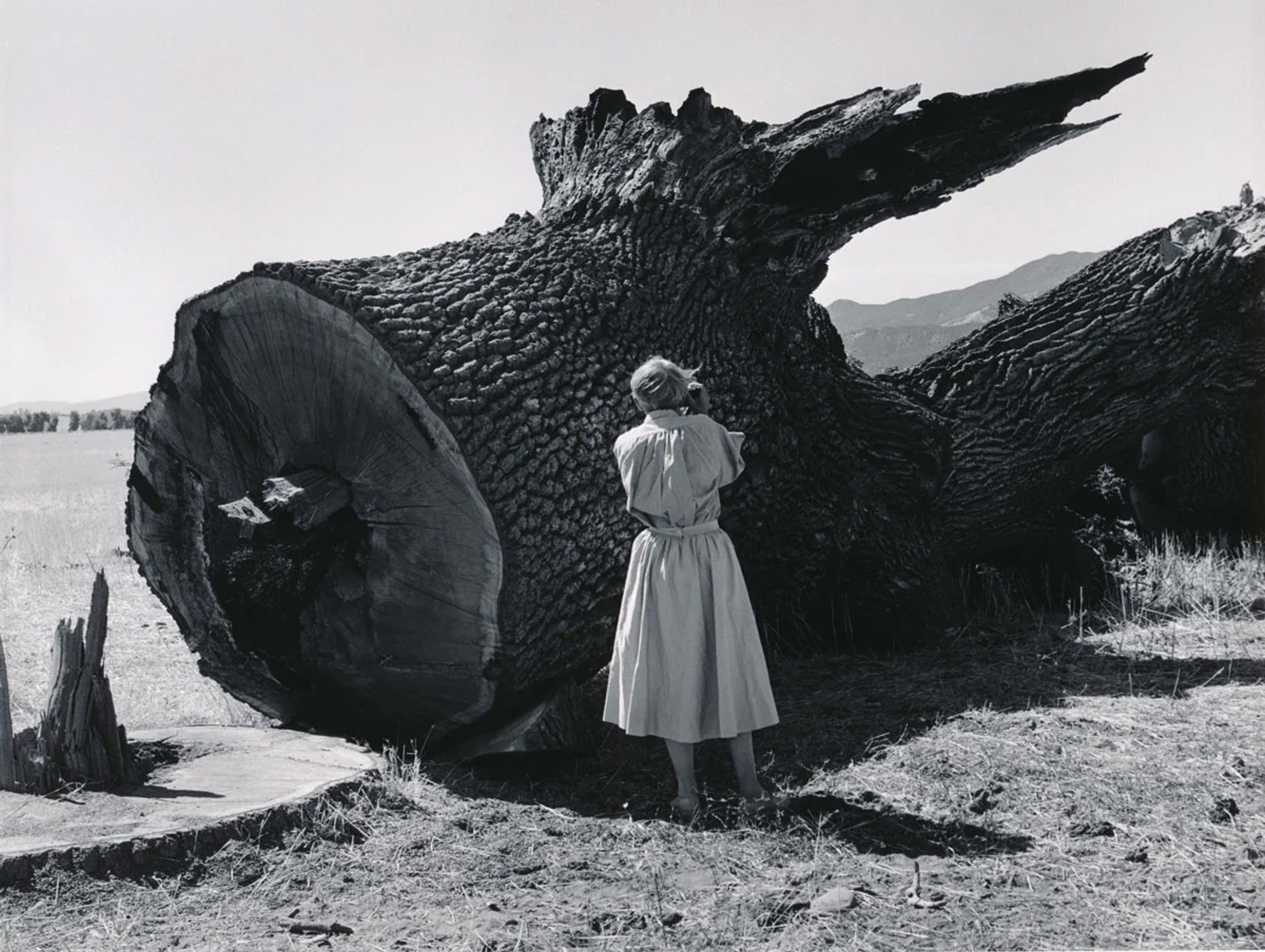 Dorothea Lange Photographing the Destruction of a California Landmark