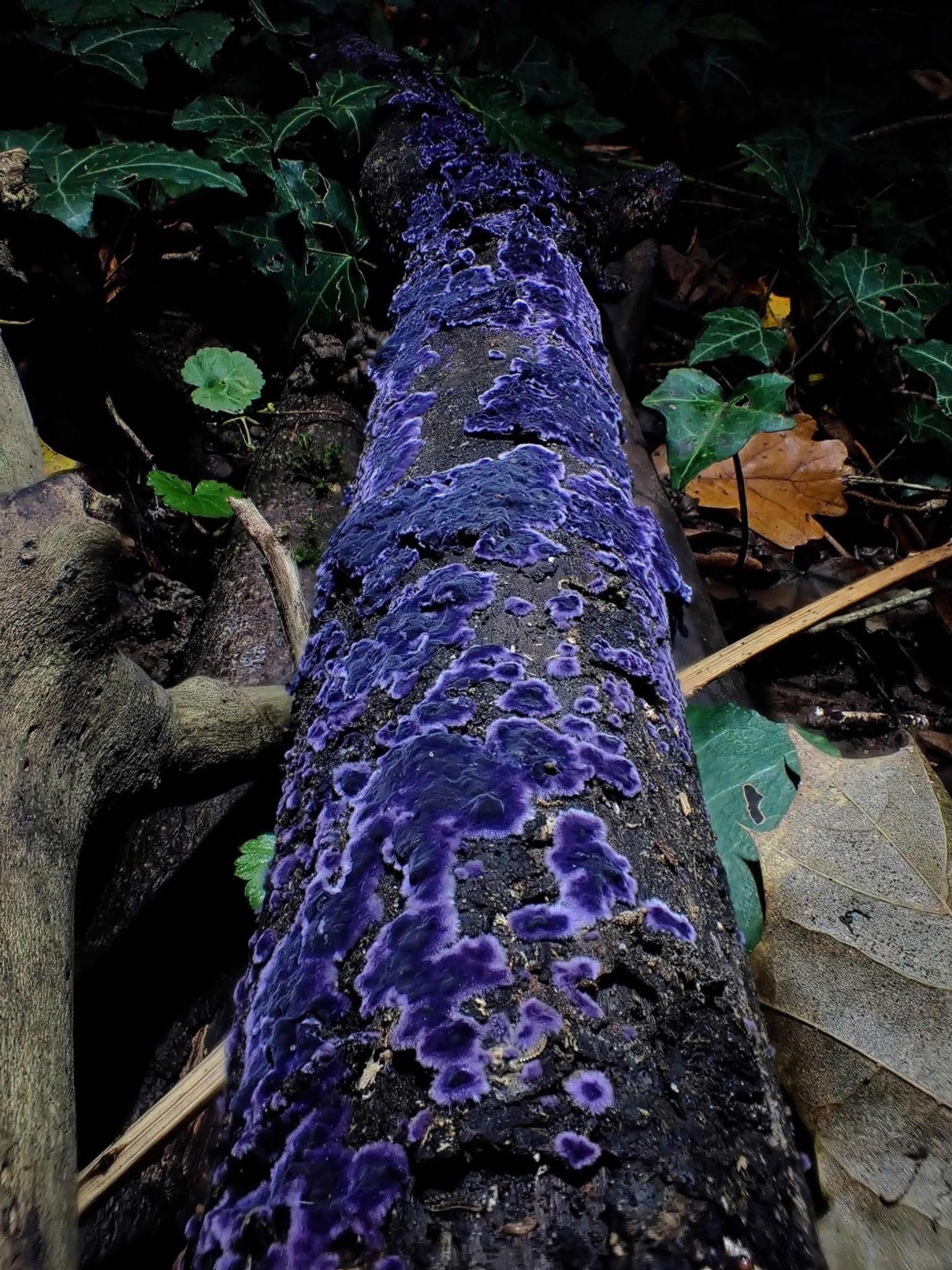 Cobalt Crust Fungus