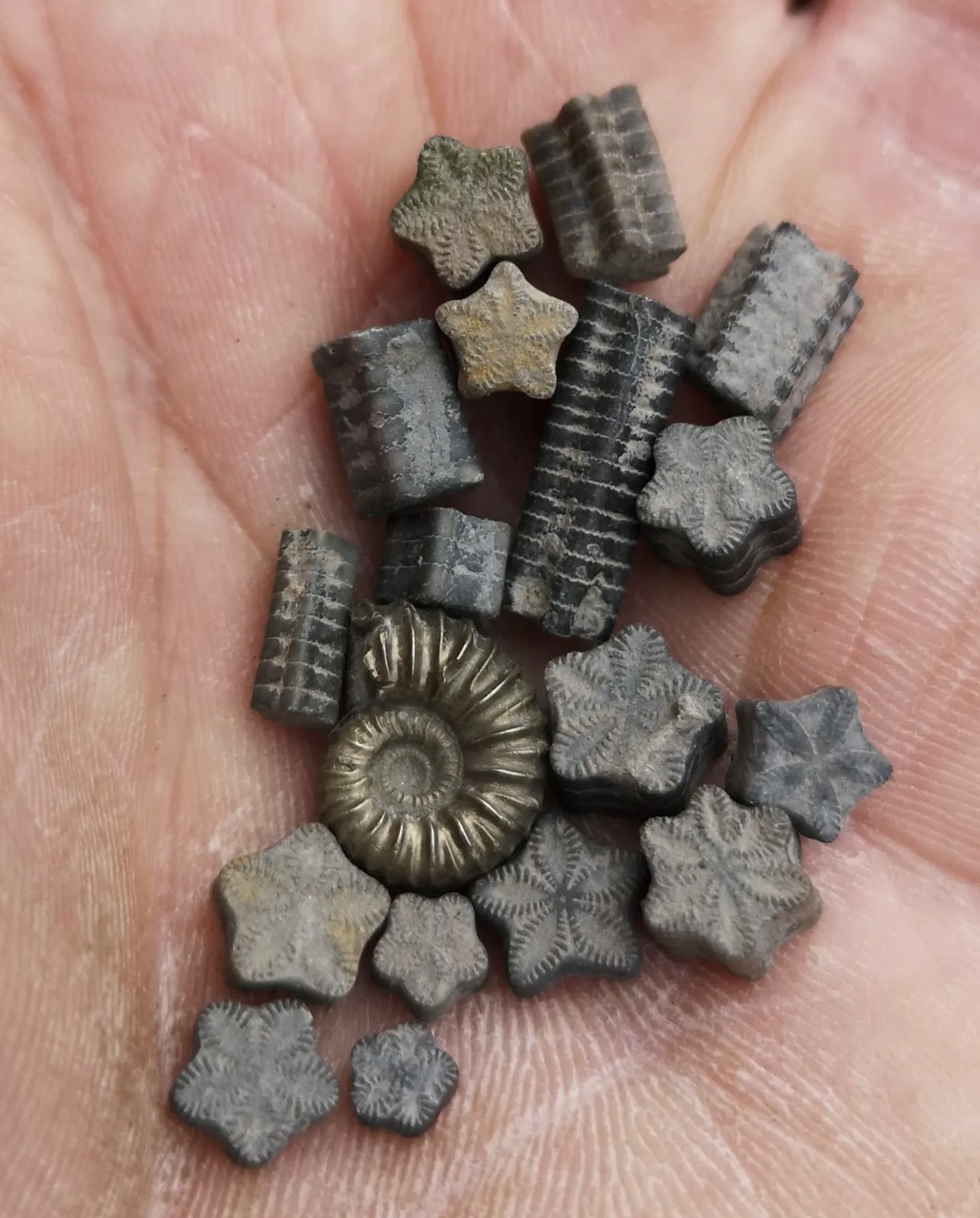Fossilas- crinoid stems and stars including a 6 pointed pentacrites and a pyritised ammonte