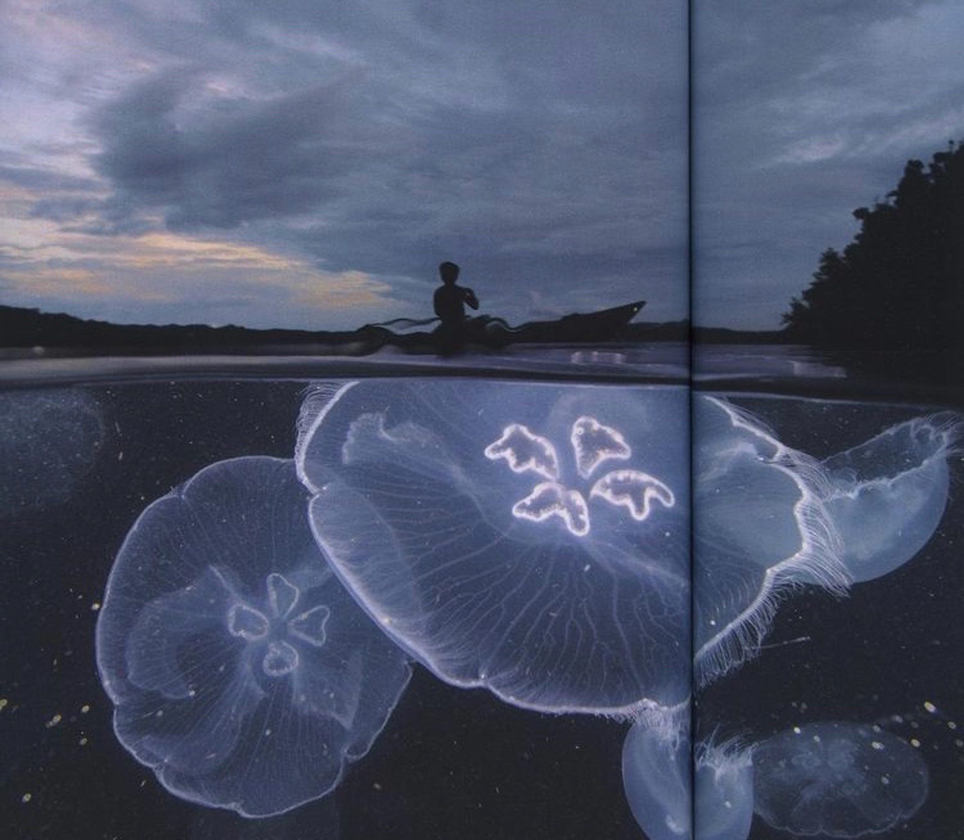Untitled (Jellyfish in Raja Ampat, Indonesia)