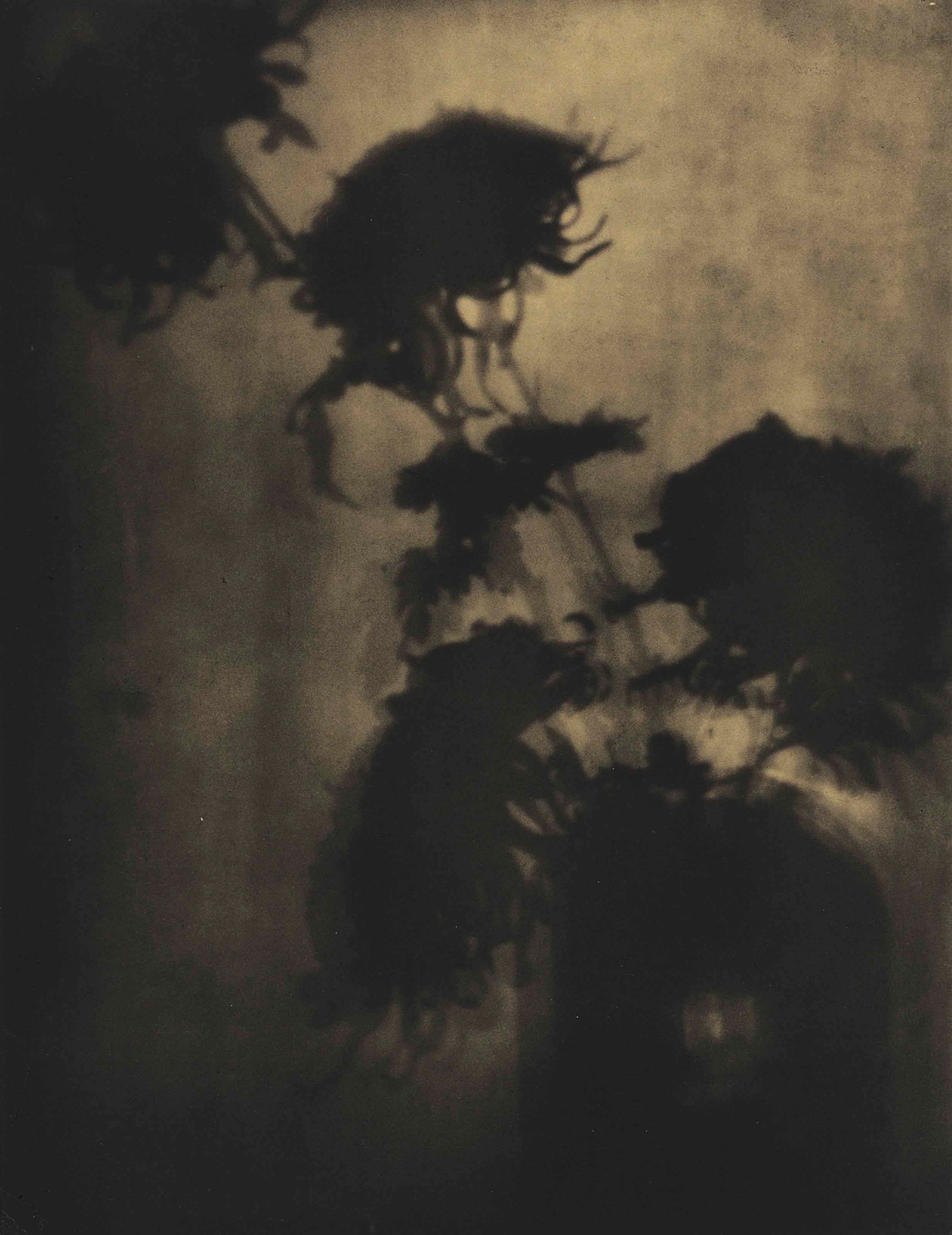 The Shadows on the Wall (Chrysanthemums)